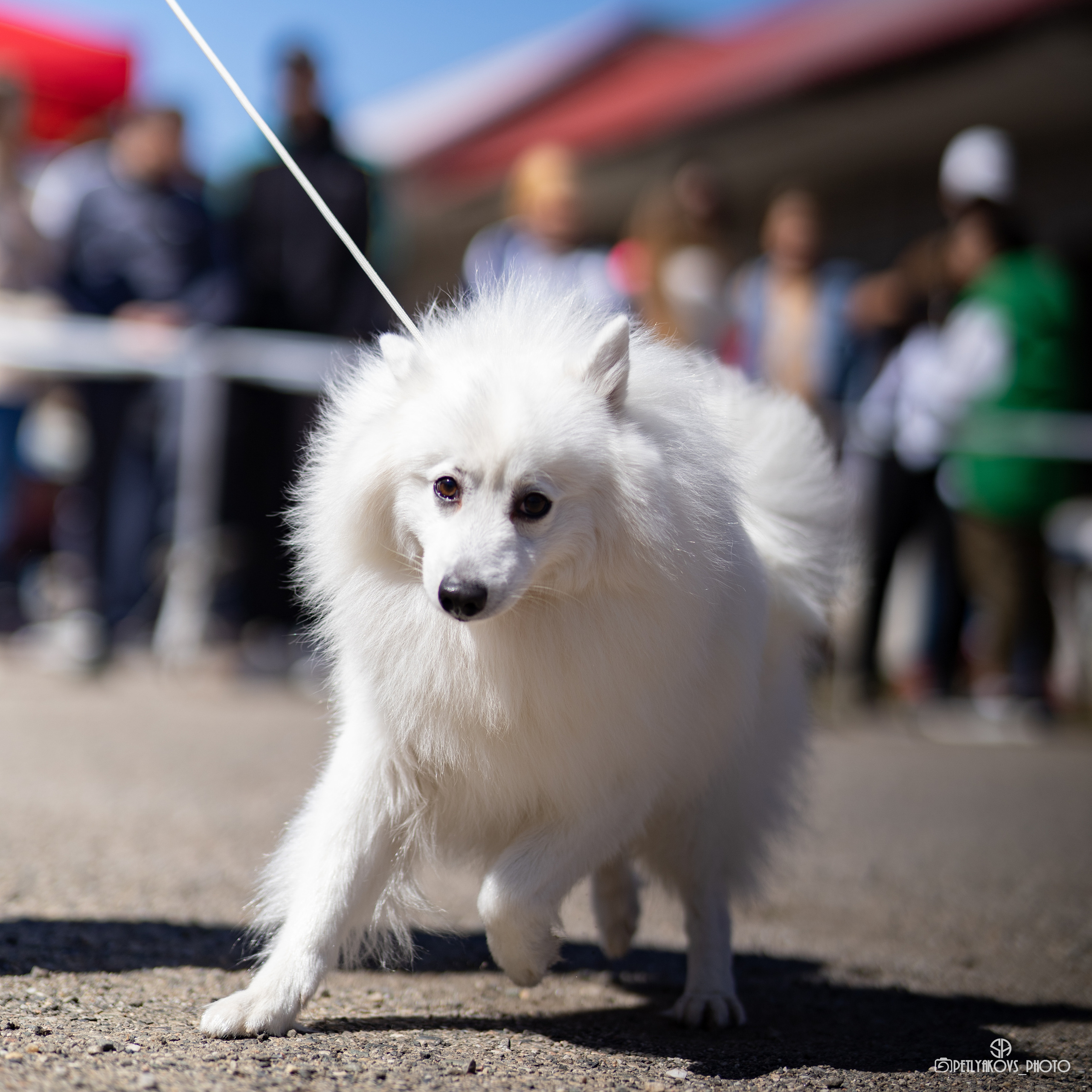 Репортаж с НАЦИОНАЛЬНАЯ ВЫСТАВКА СОБАК РАНГА САС — ЧФ. Фотограф, видеограф Пятигорск, Ставрополь, Ессентуки, Petlyakovs_photo