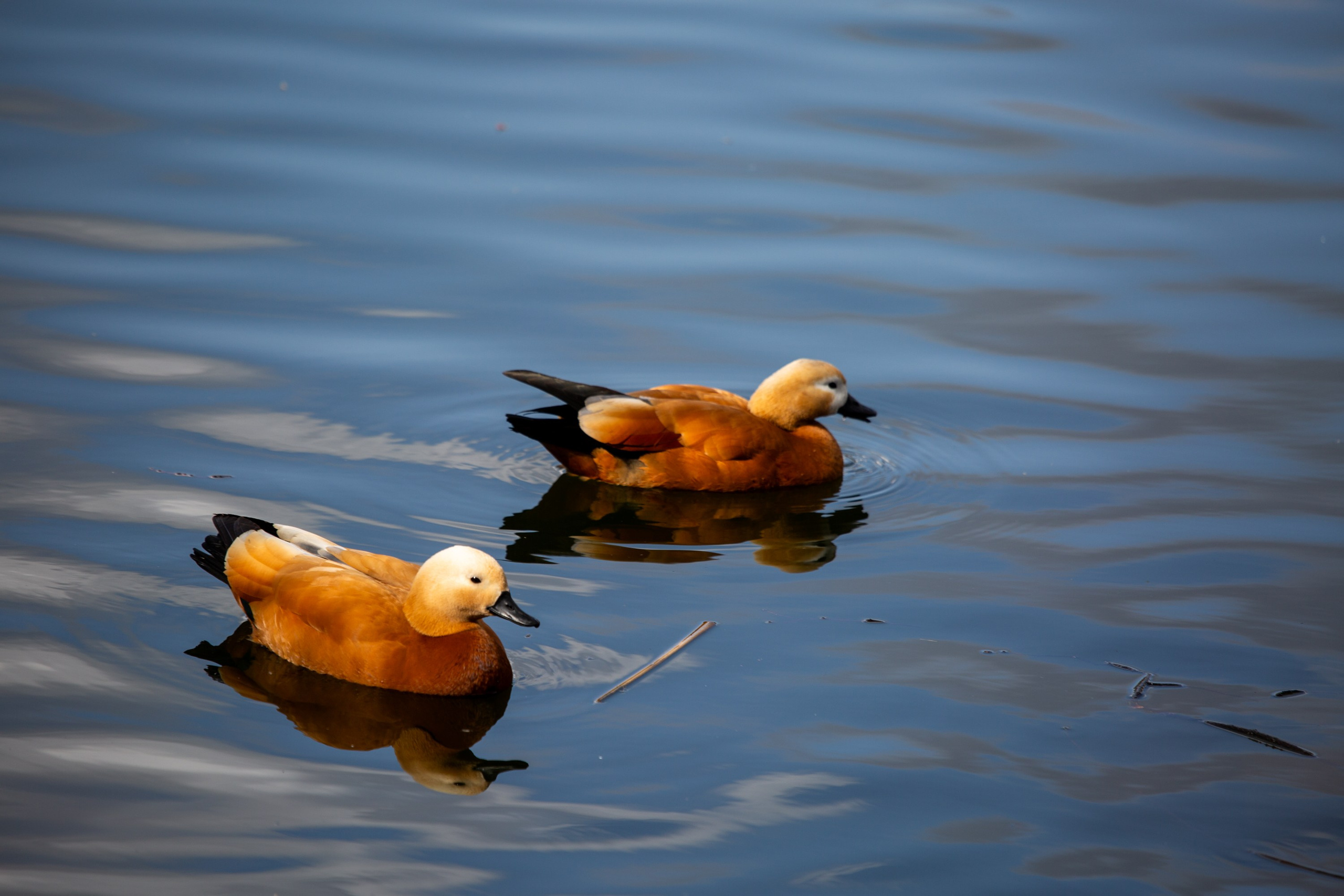 Весенняя фотопрогулка. Главная