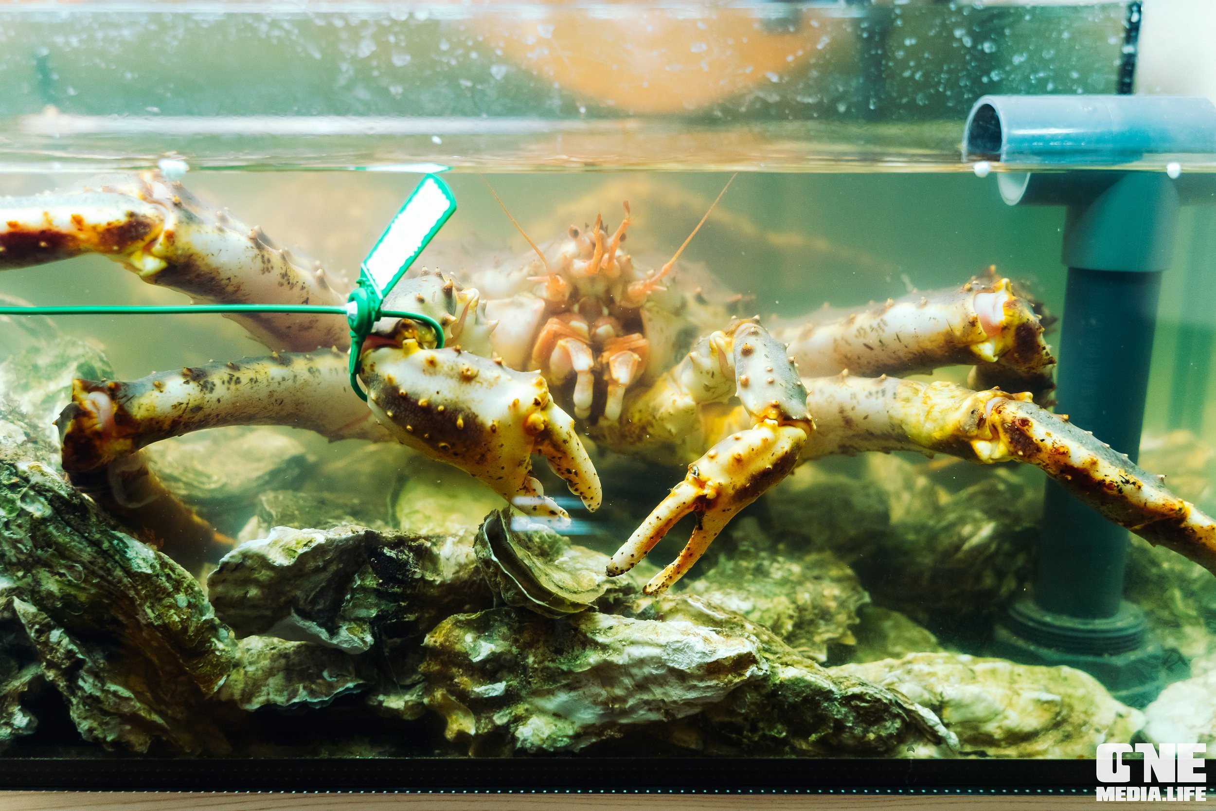 Официальное открытие ресторана MORYANA. One Media Life: фоторепортажи, фотоотчеты с мероприятий и заведений