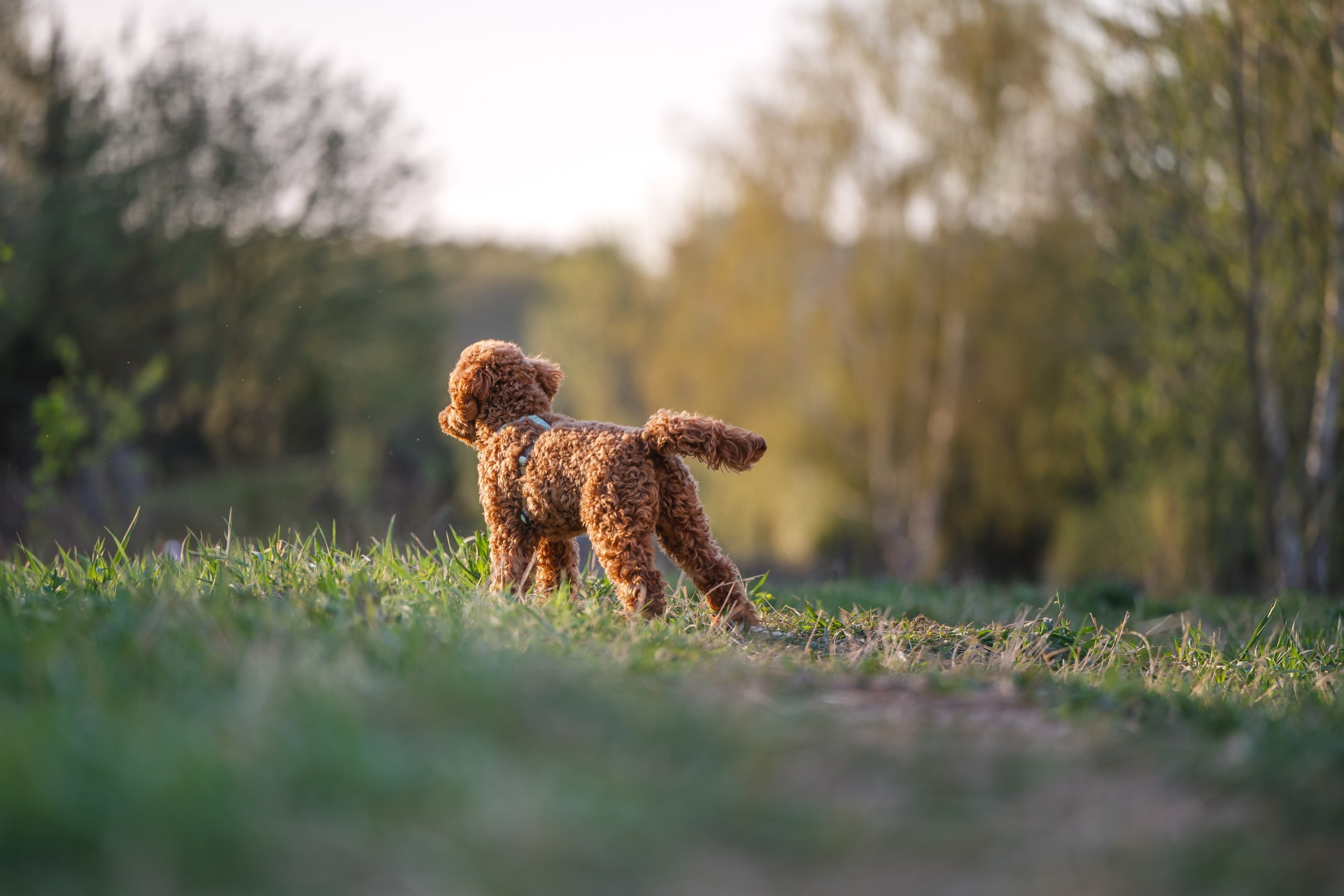 Фотограф Анималист в Москве Анастасия Жучкова