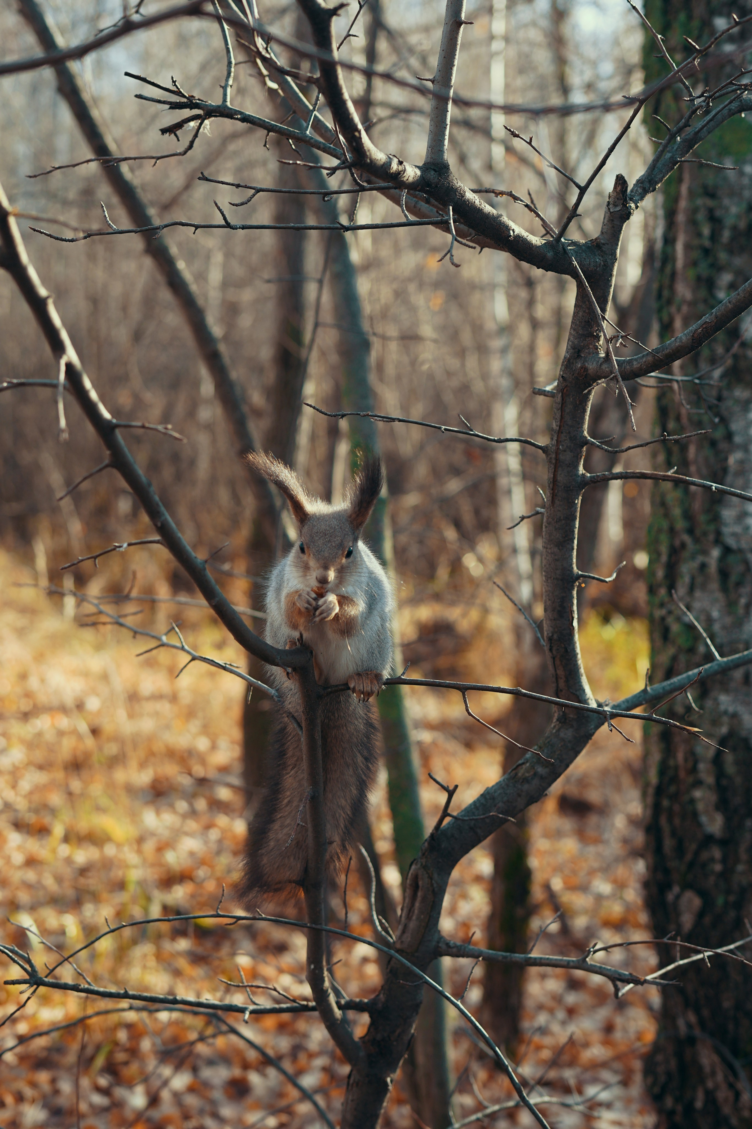 Фотосессия для белок в Экопарке