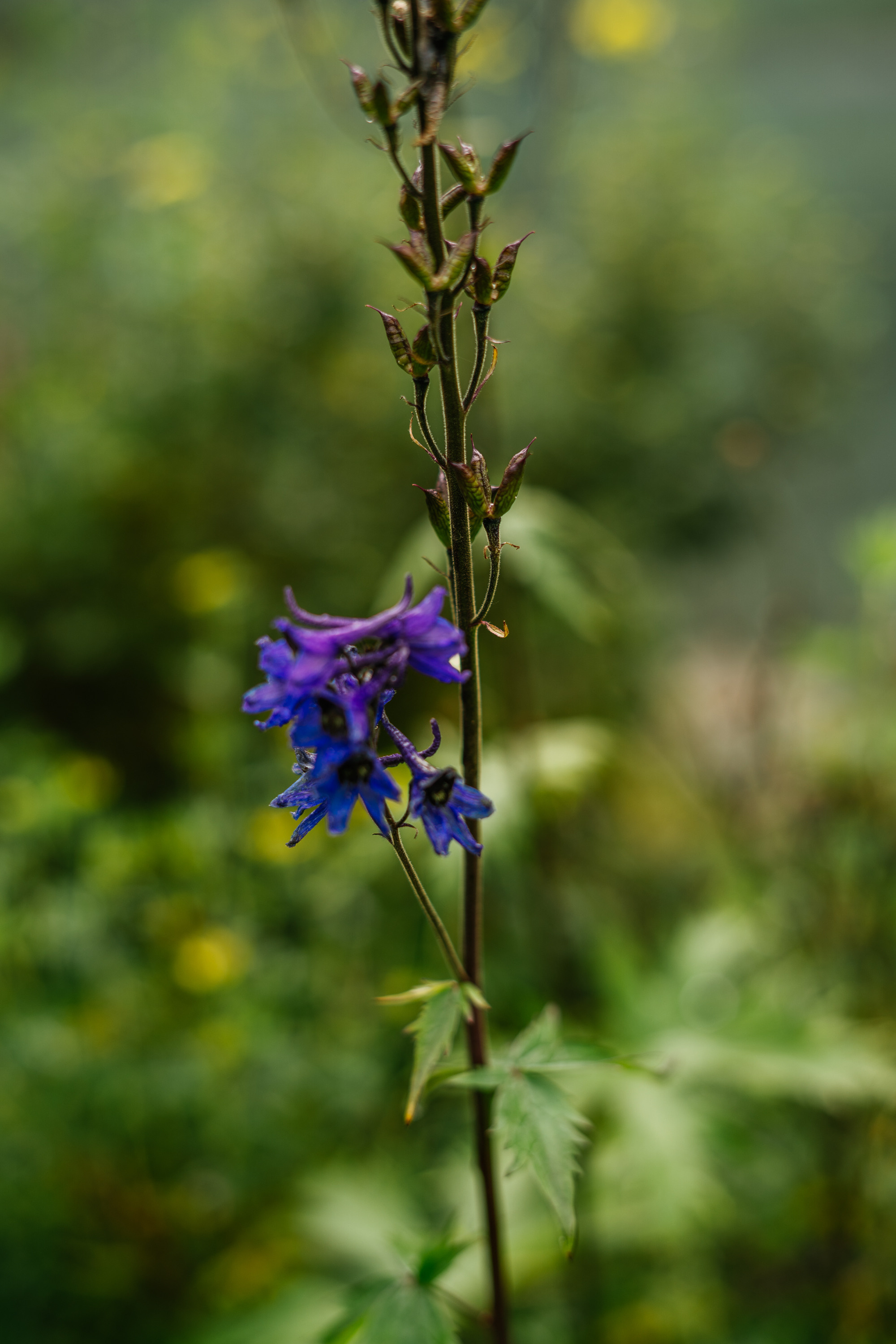 Катунский заповедник. Фотограф в Санкт-Петербурге — Лучина Екатерина