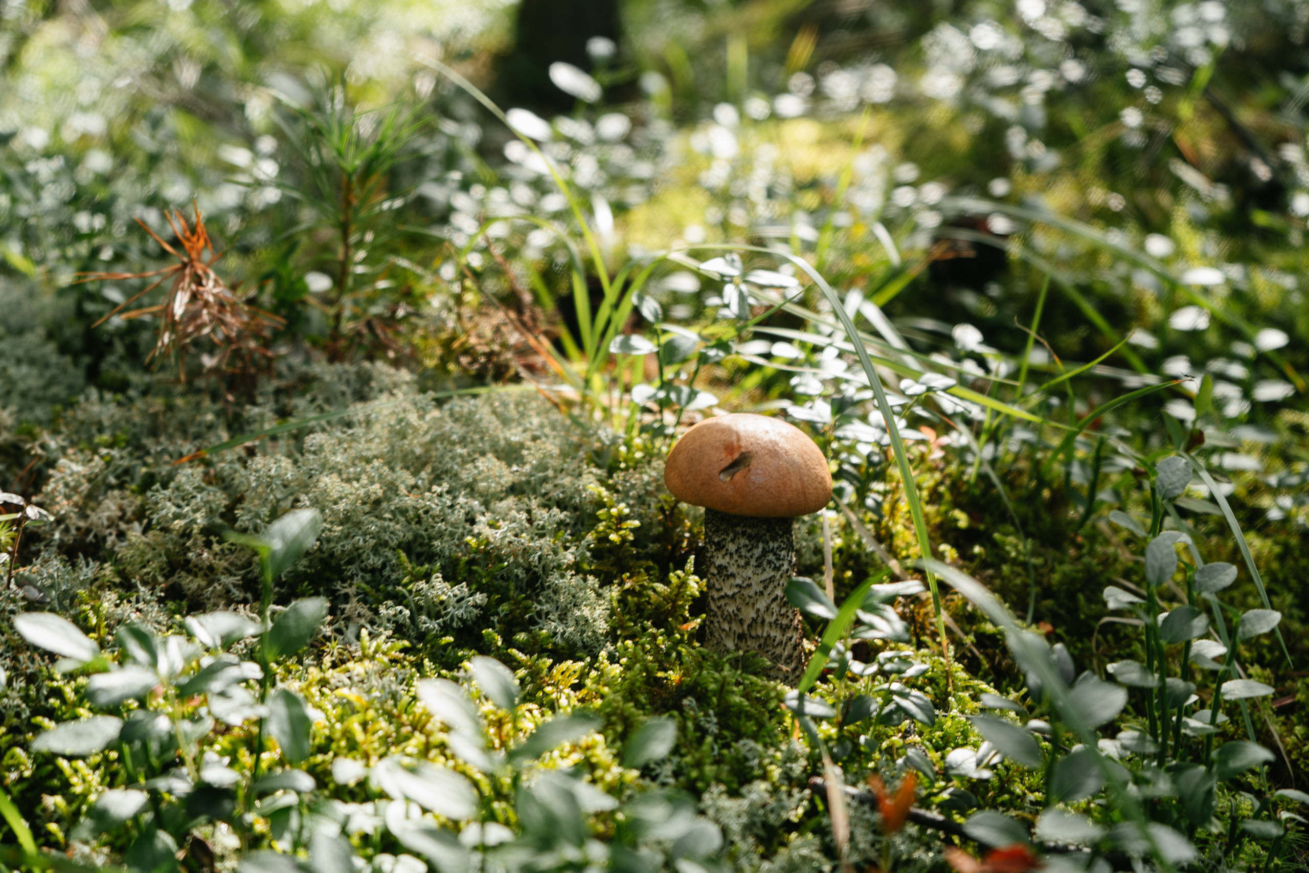 Катунский заповедник. Фотограф в Санкт-Петербурге — Лучина Екатерина
