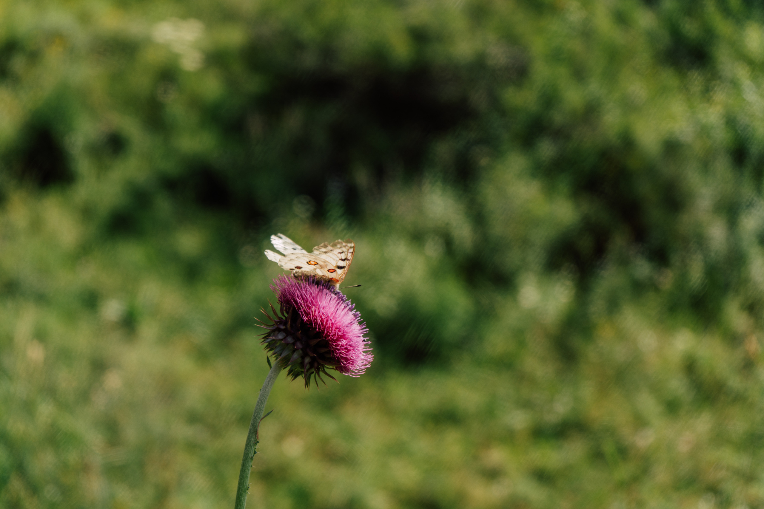 Катунский заповедник. Фотограф в Санкт-Петербурге — Лучина Екатерина