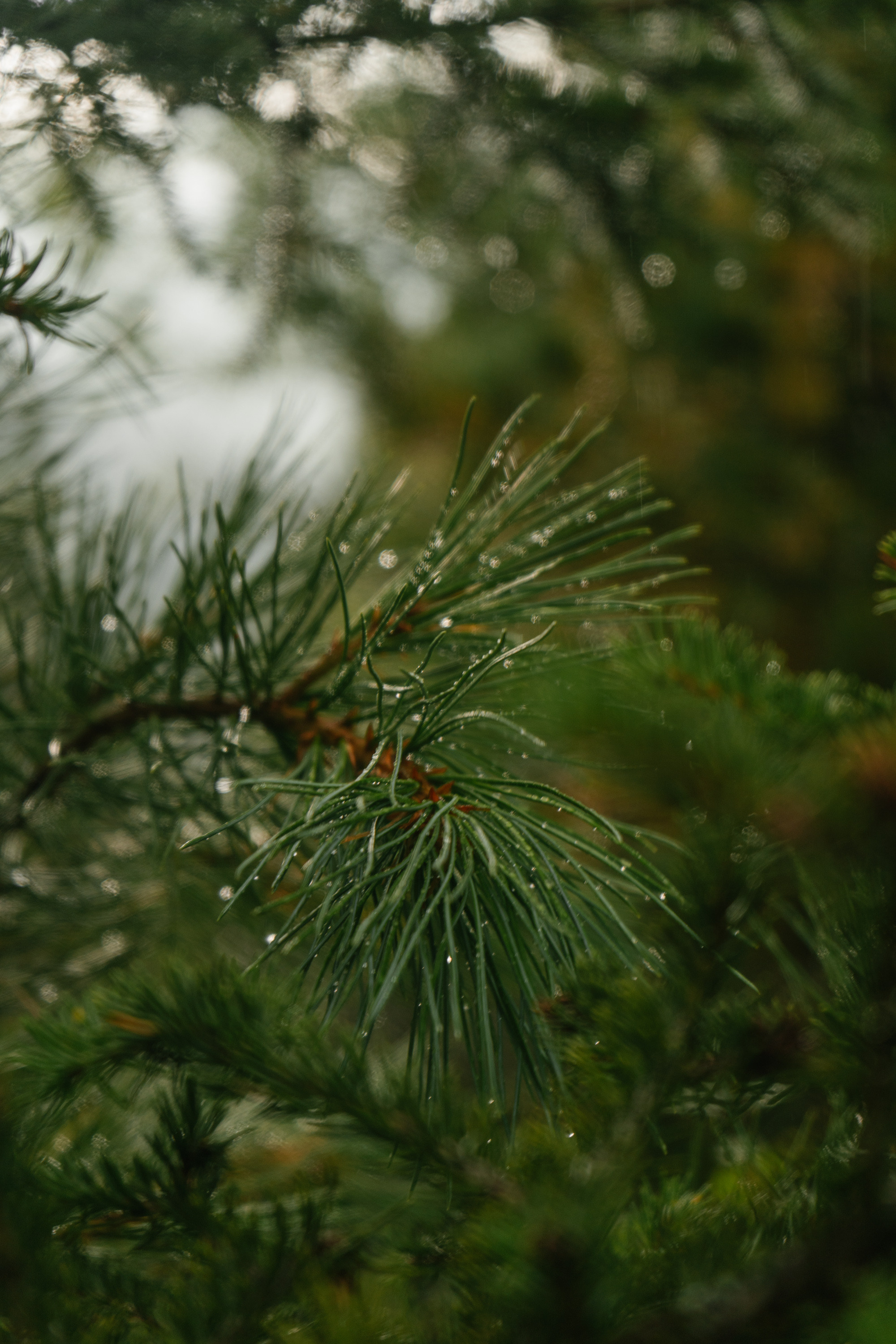 Катунский заповедник. Фотограф в Санкт-Петербурге — Лучина Екатерина