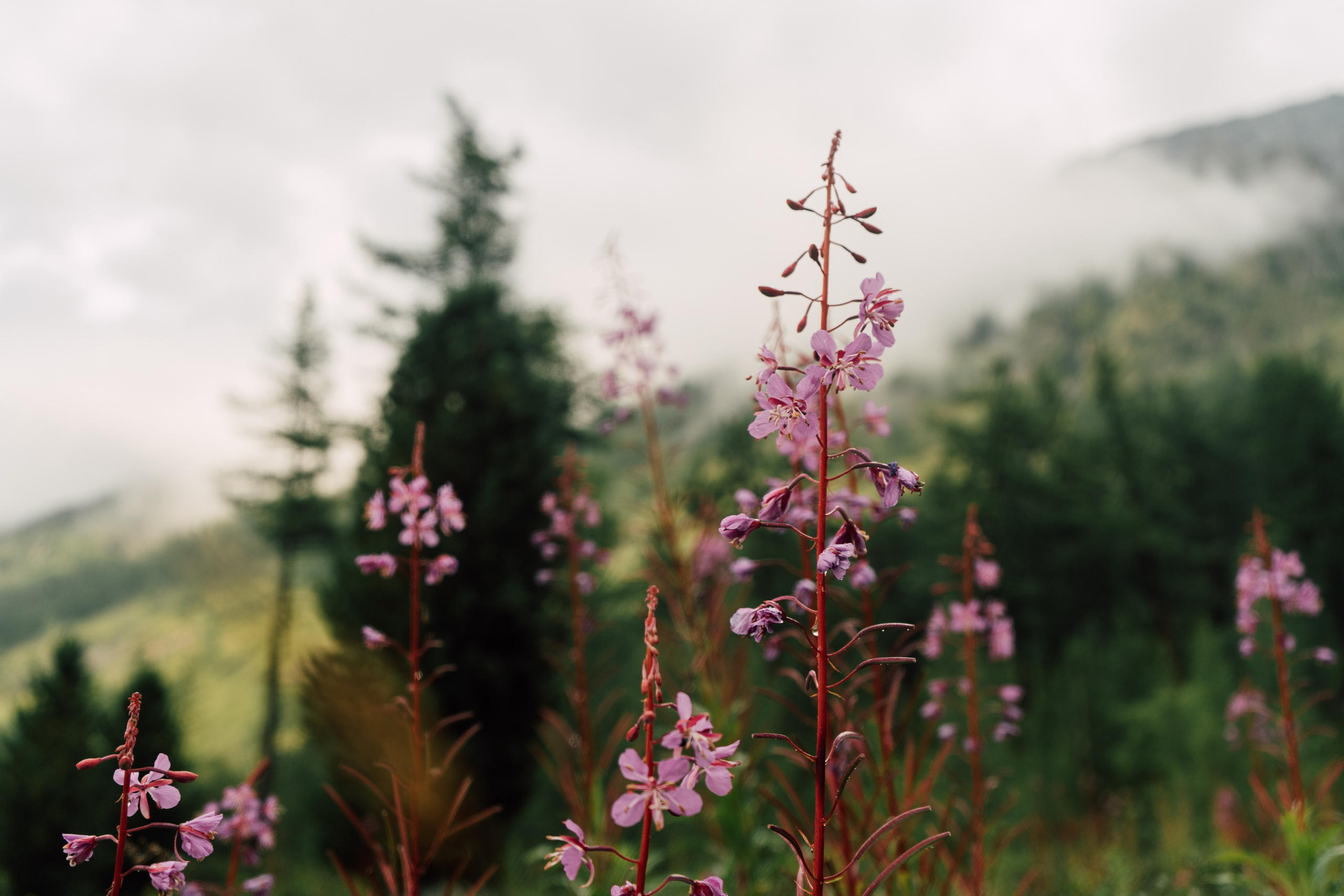 Катунский заповедник. Фотограф в Санкт-Петербурге — Лучина Екатерина