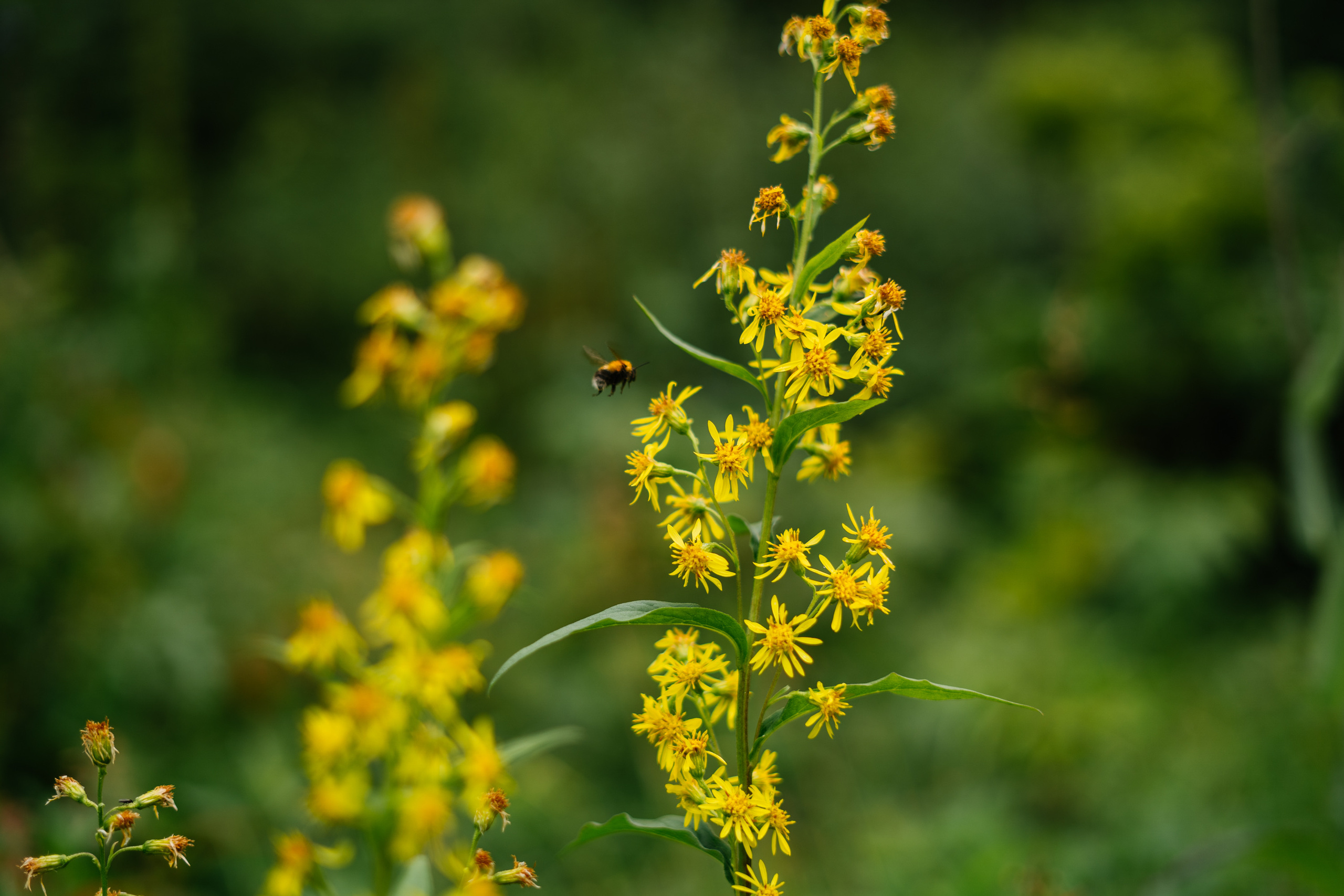 Катунский заповедник. Фотограф в Санкт-Петербурге — Лучина Екатерина