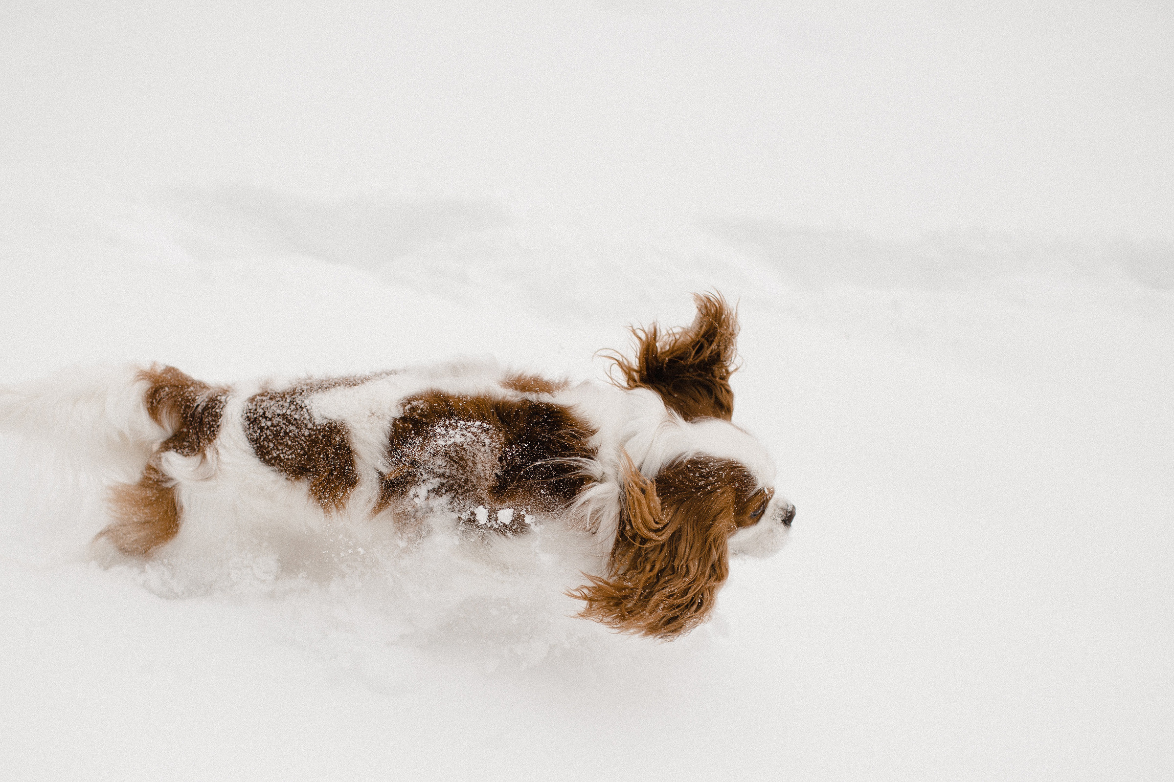Мартовский снег и южный загар. Фотограф Аня Безяева