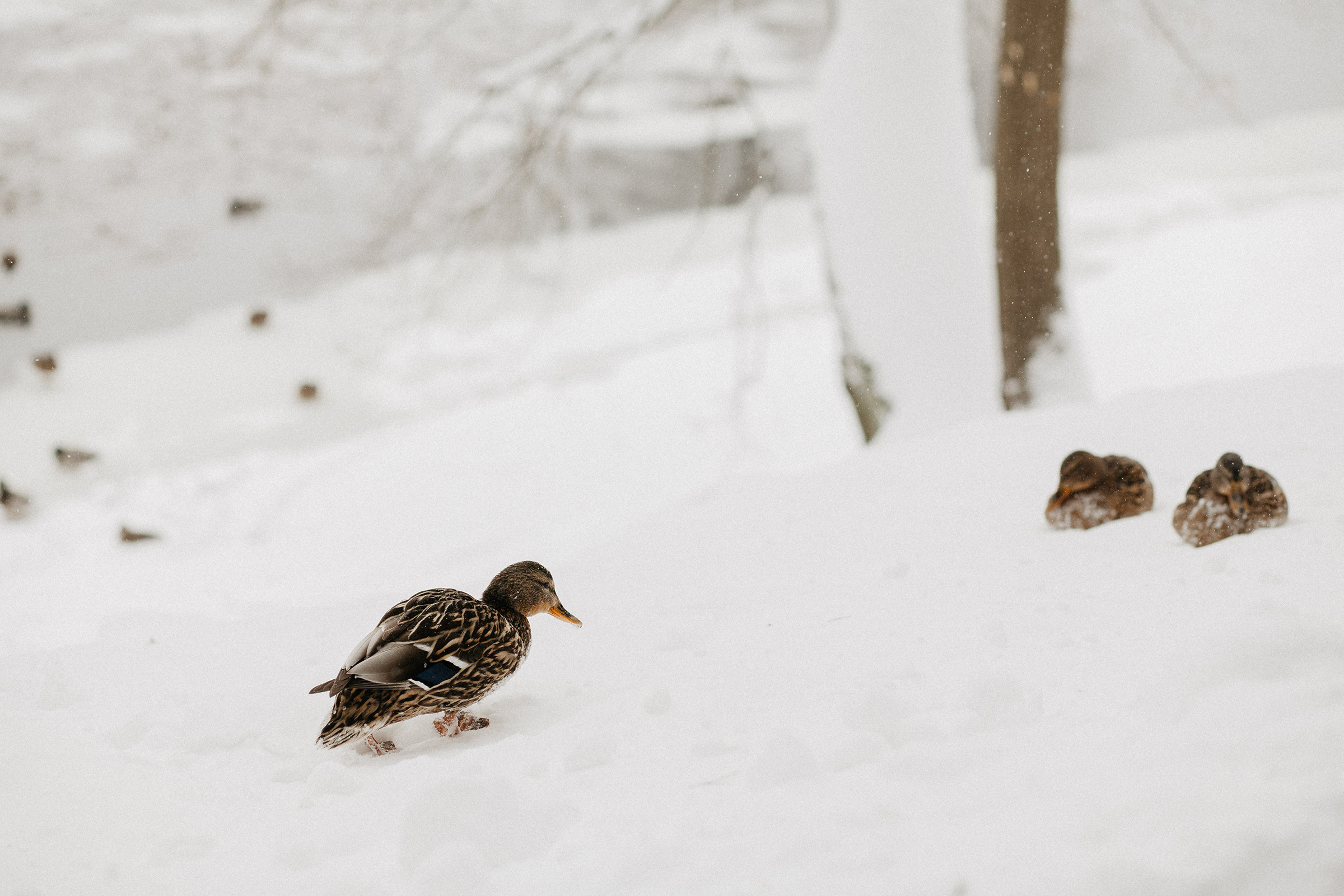 Мартовский снег и южный загар. Фотограф Аня Безяева