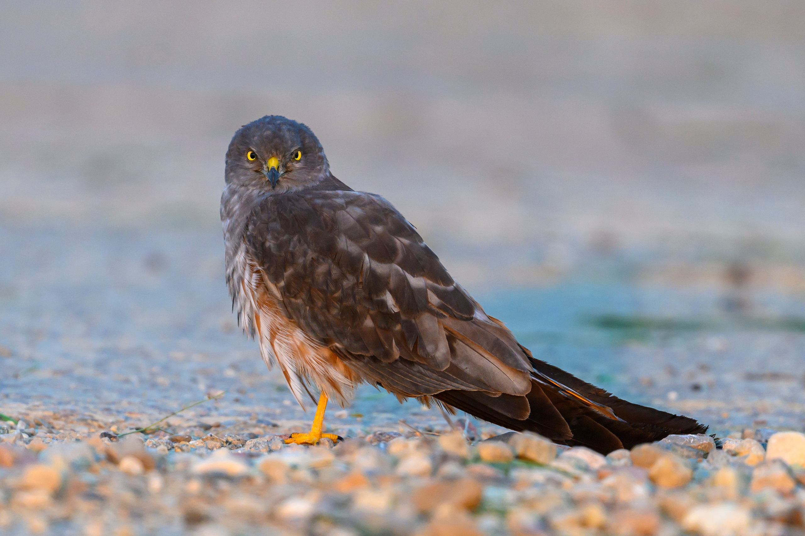 Лунь и коршуны. Harrier and Kites. Wildlife photography by Sergey Puponin