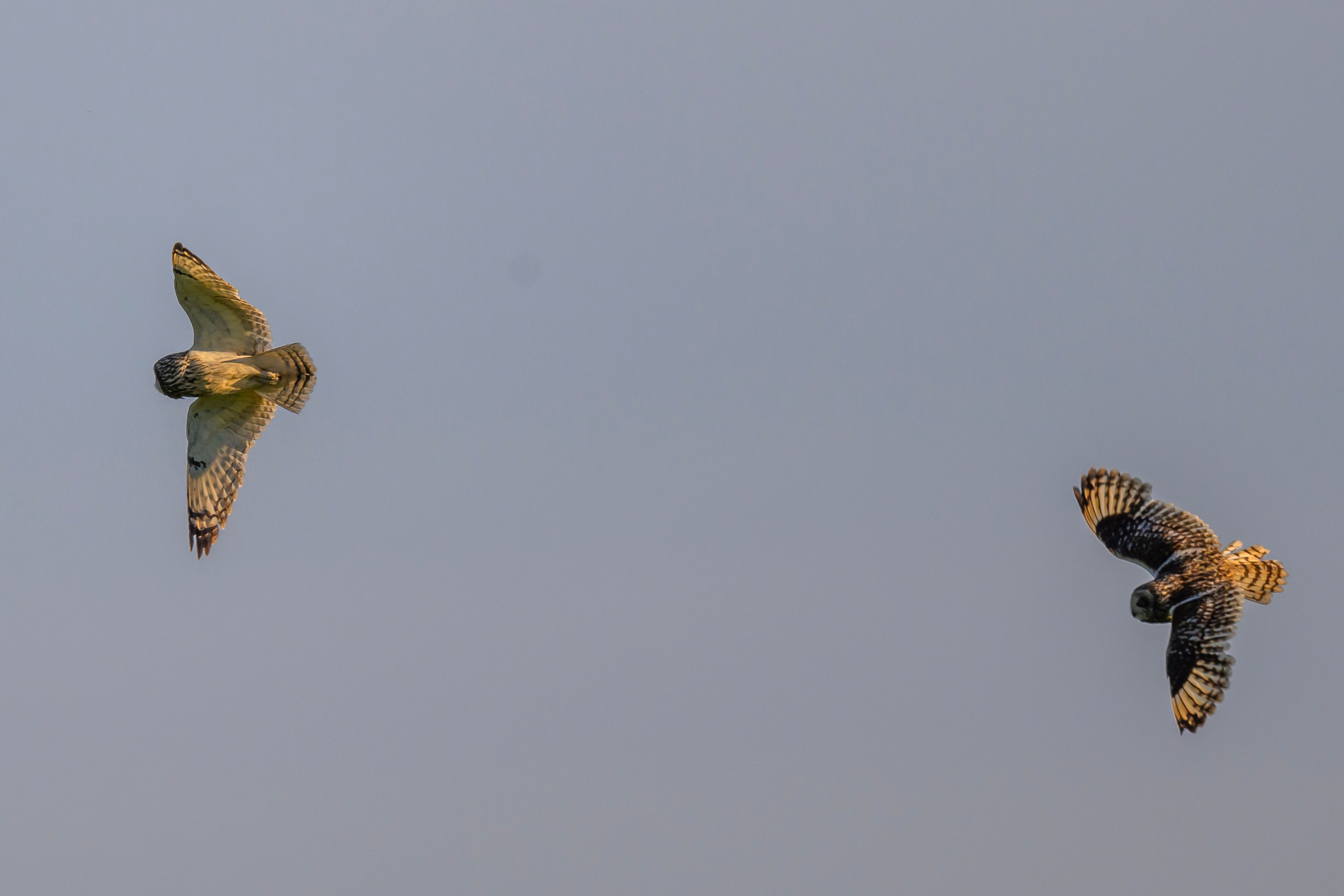 Битва сов и кормление совят. The Owl Battle and Feeding the Nestlings. Фотограф Сергей Пупонин