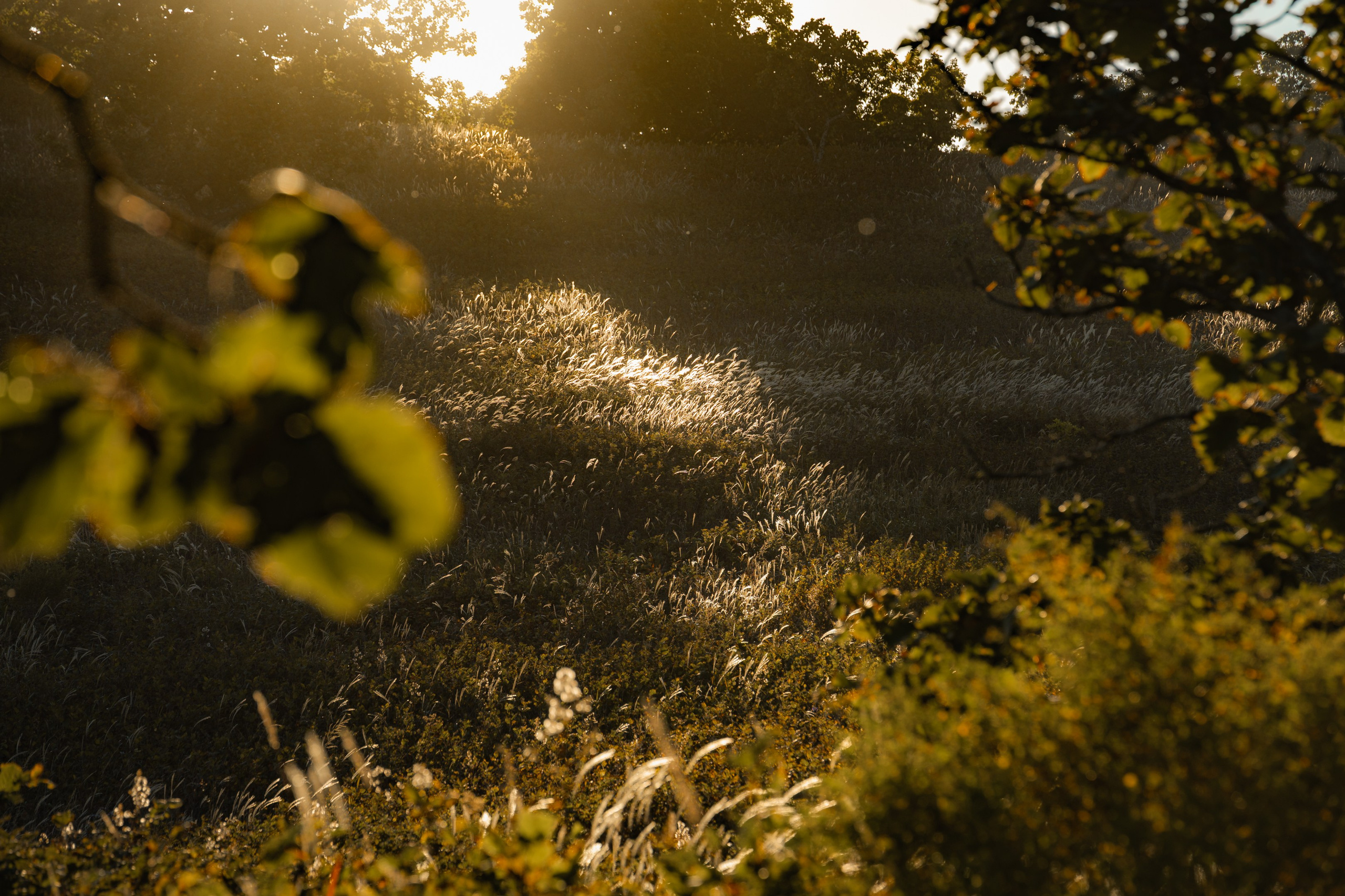 Бухта Льва | Мыс Сосновый. Иван Зайцев (IZIART) — создание культурного кода через фото и видео