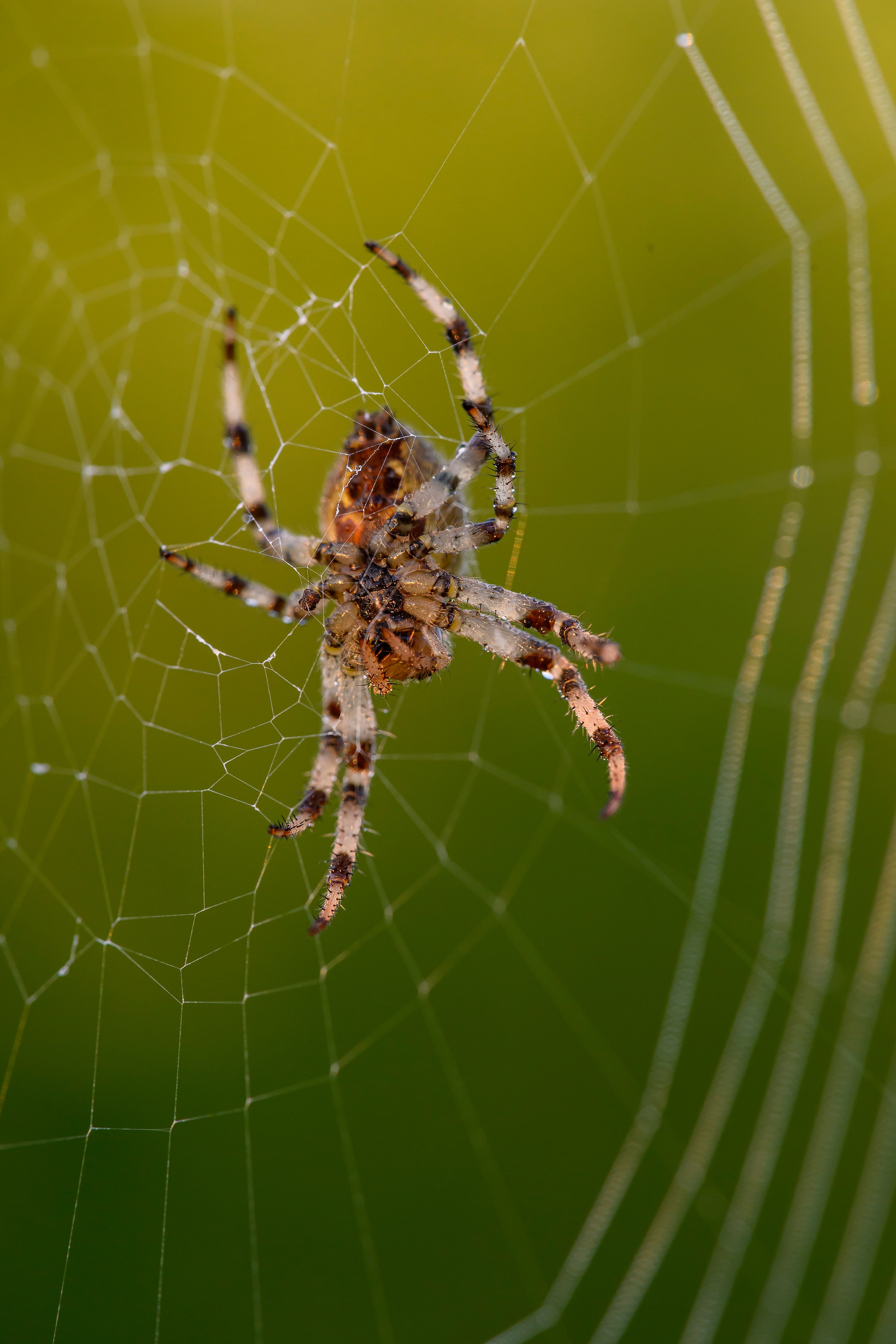 Совы умеют улыбаться. Owl can smile. Wildlife photography by Sergey Puponin