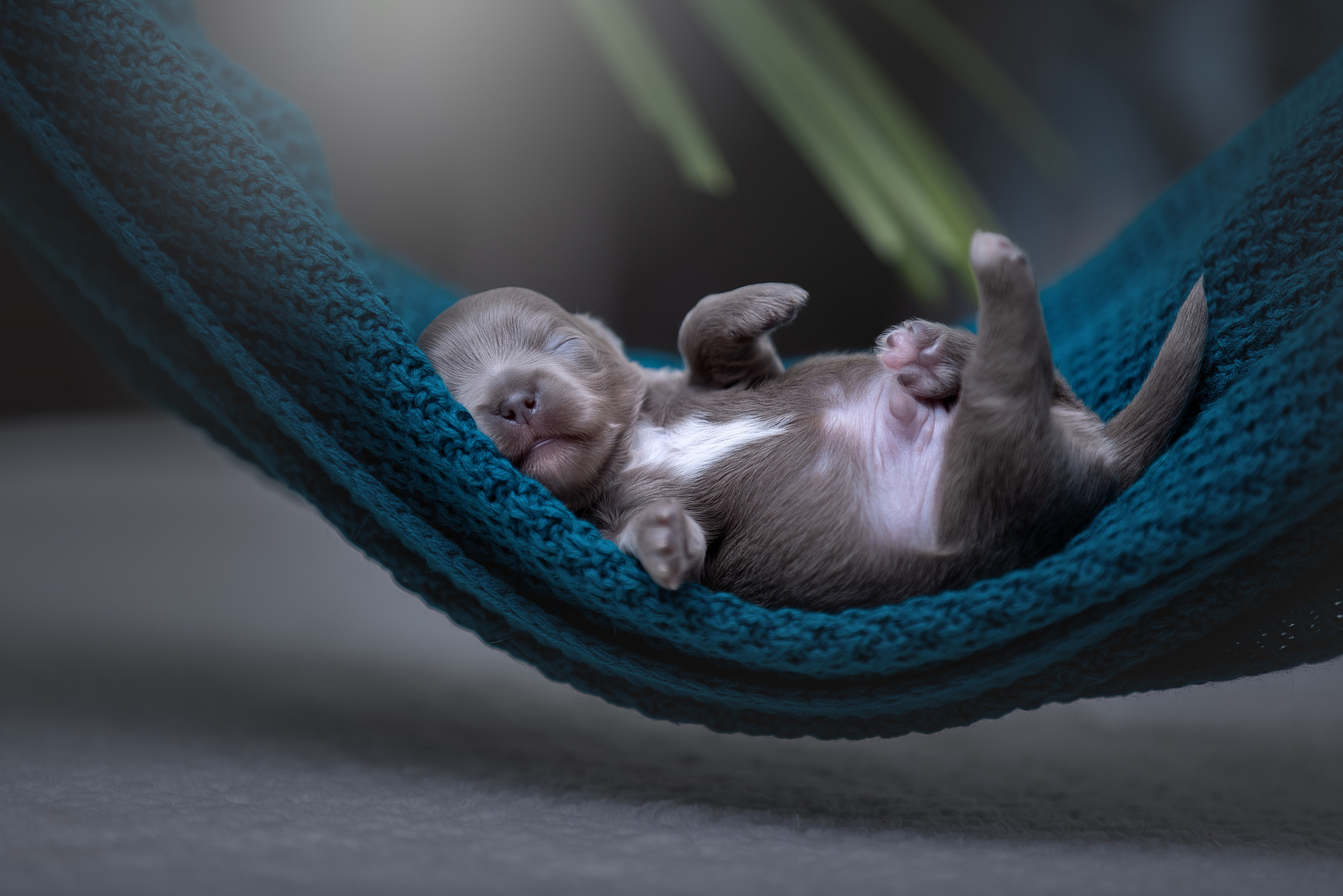 Фотограф анималист в Санкт-Петербурге Светлана Писарева