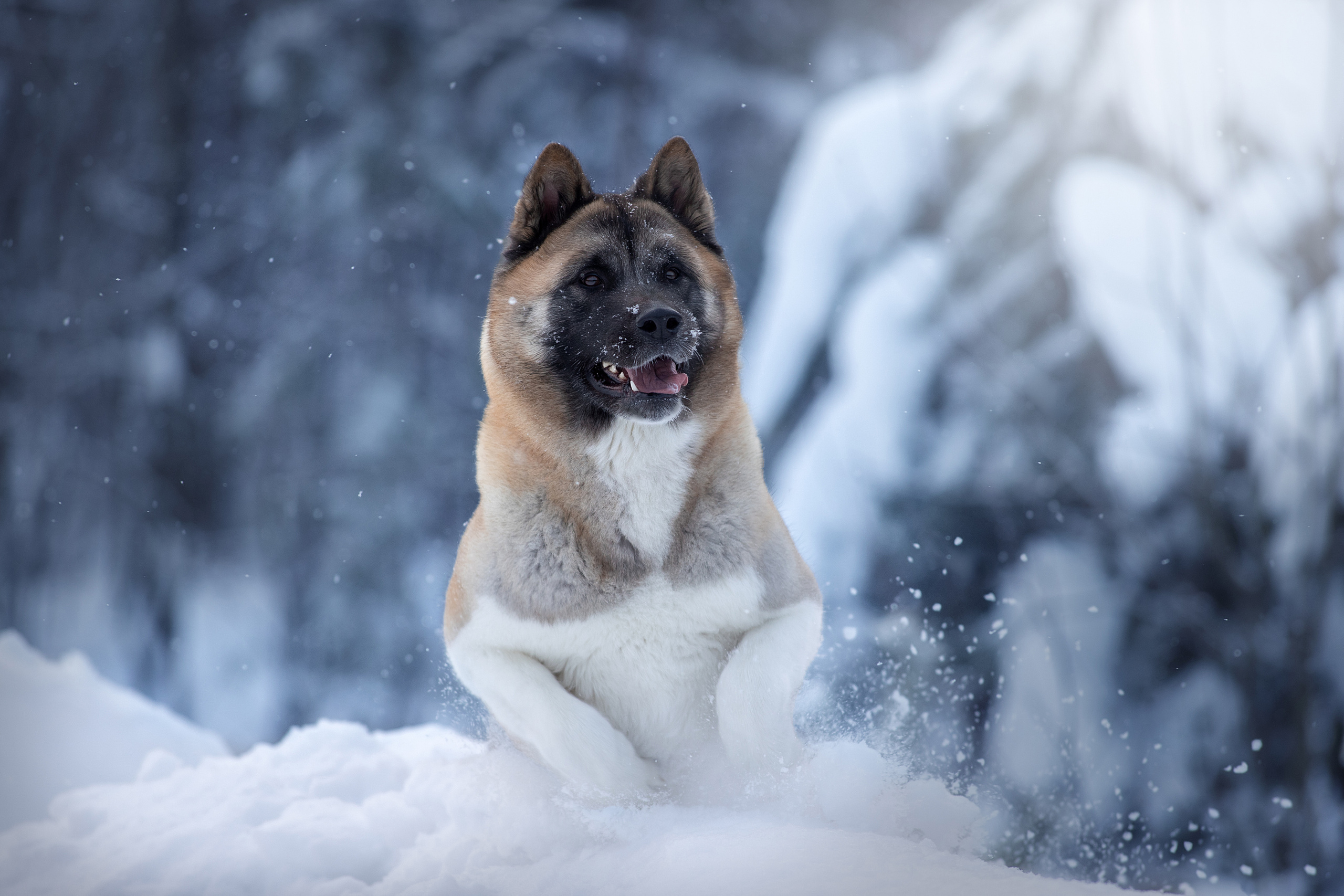 Фотограф анималист в Санкт-Петербурге Светлана Писарева