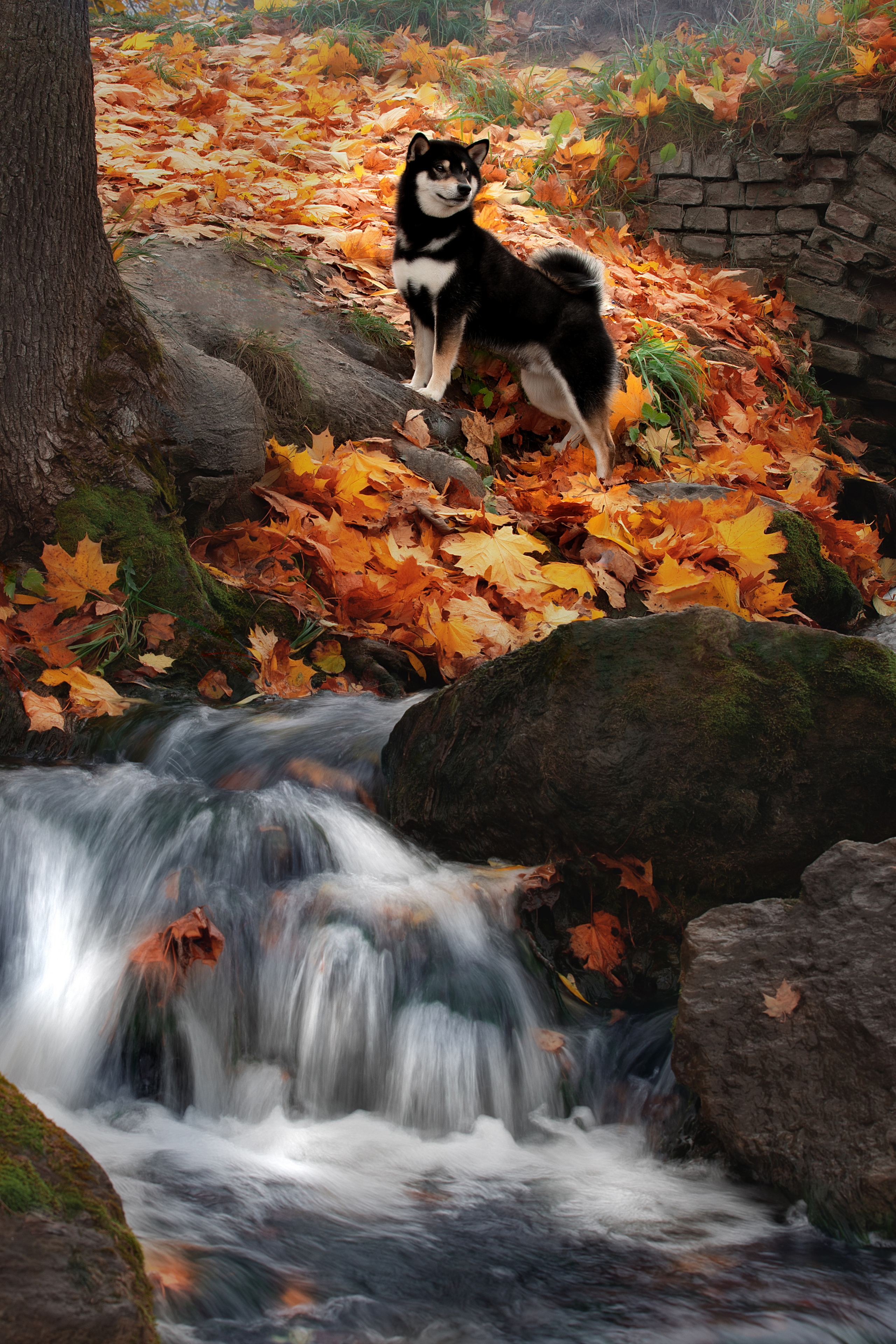 Фотограф анималист в Санкт-Петербурге Светлана Писарева