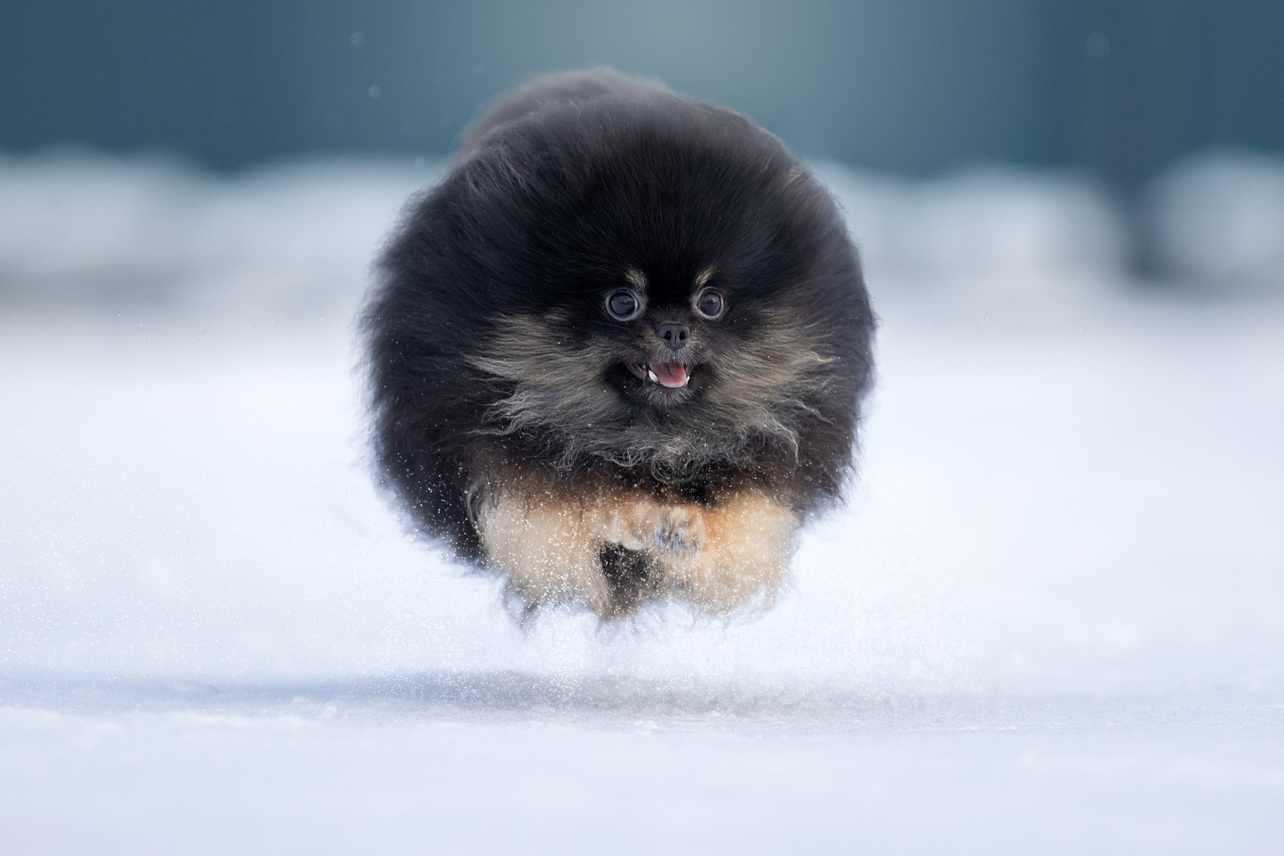 Фотограф анималист в Санкт-Петербурге Светлана Писарева