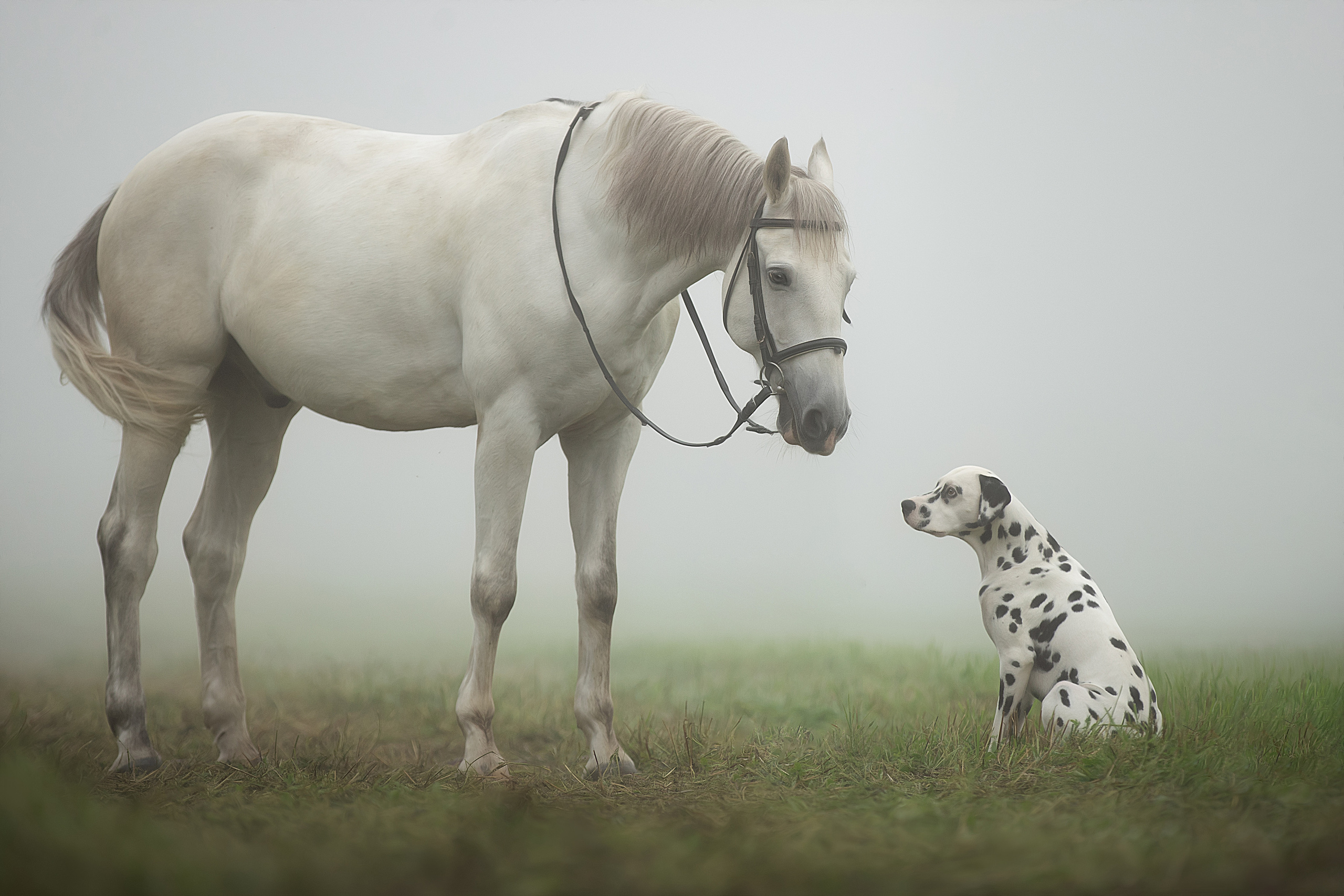 Фотограф анималист в Санкт-Петербурге Светлана Писарева
