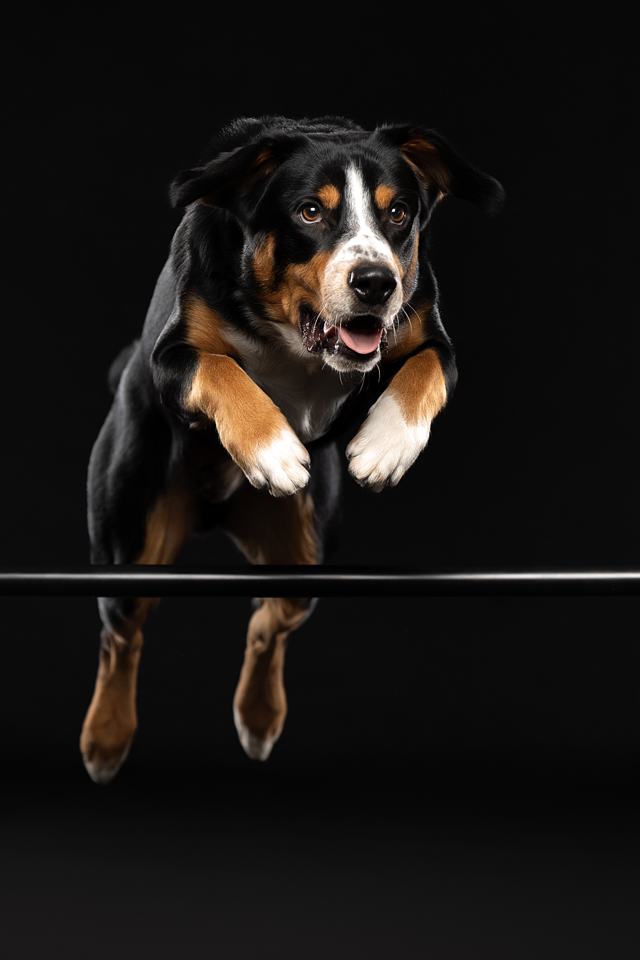 Фотограф анималист в Санкт-Петербурге Светлана Писарева