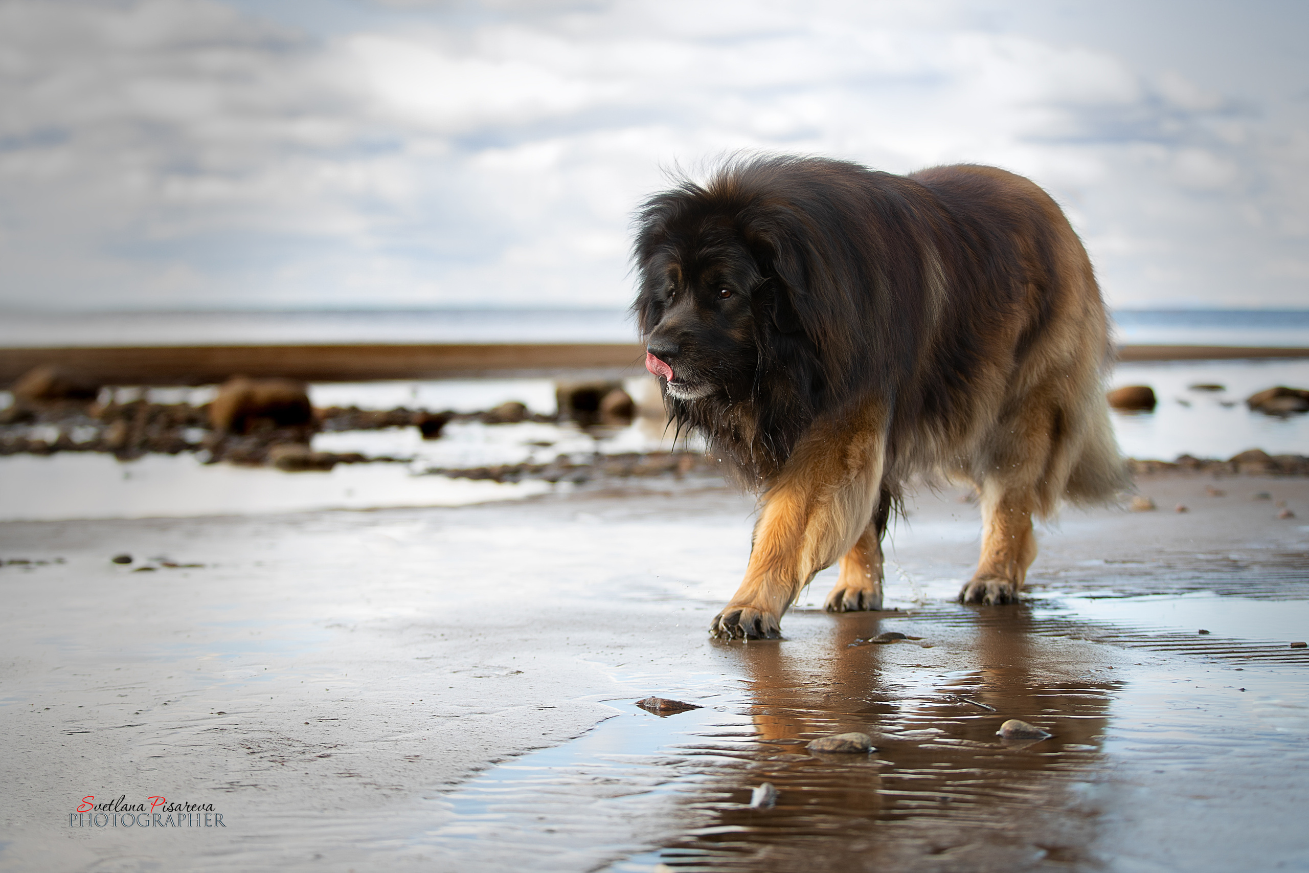 Фотограф анималист в Санкт-Петербурге Светлана Писарева