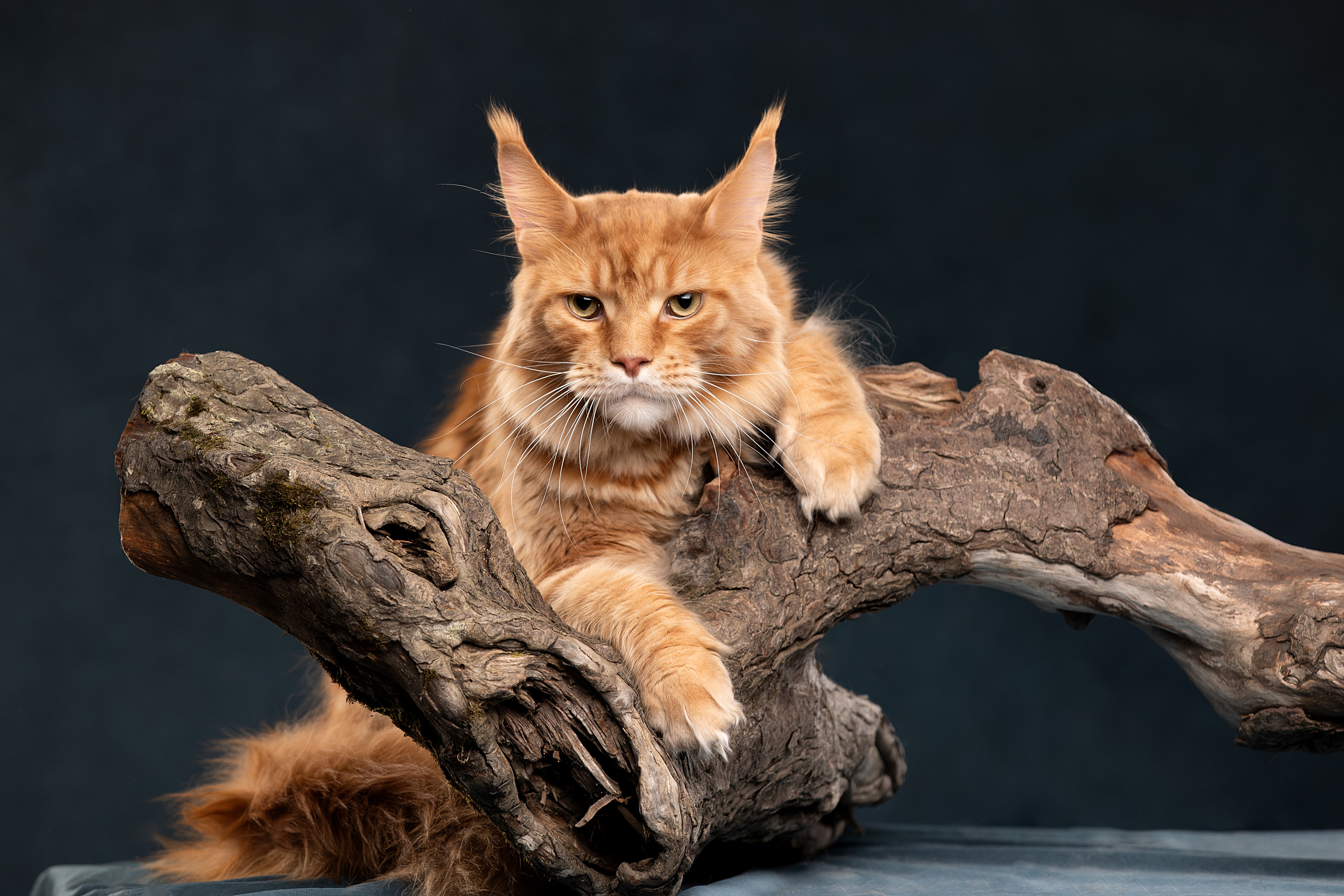 Фотограф анималист в Санкт-Петербурге Светлана Писарева