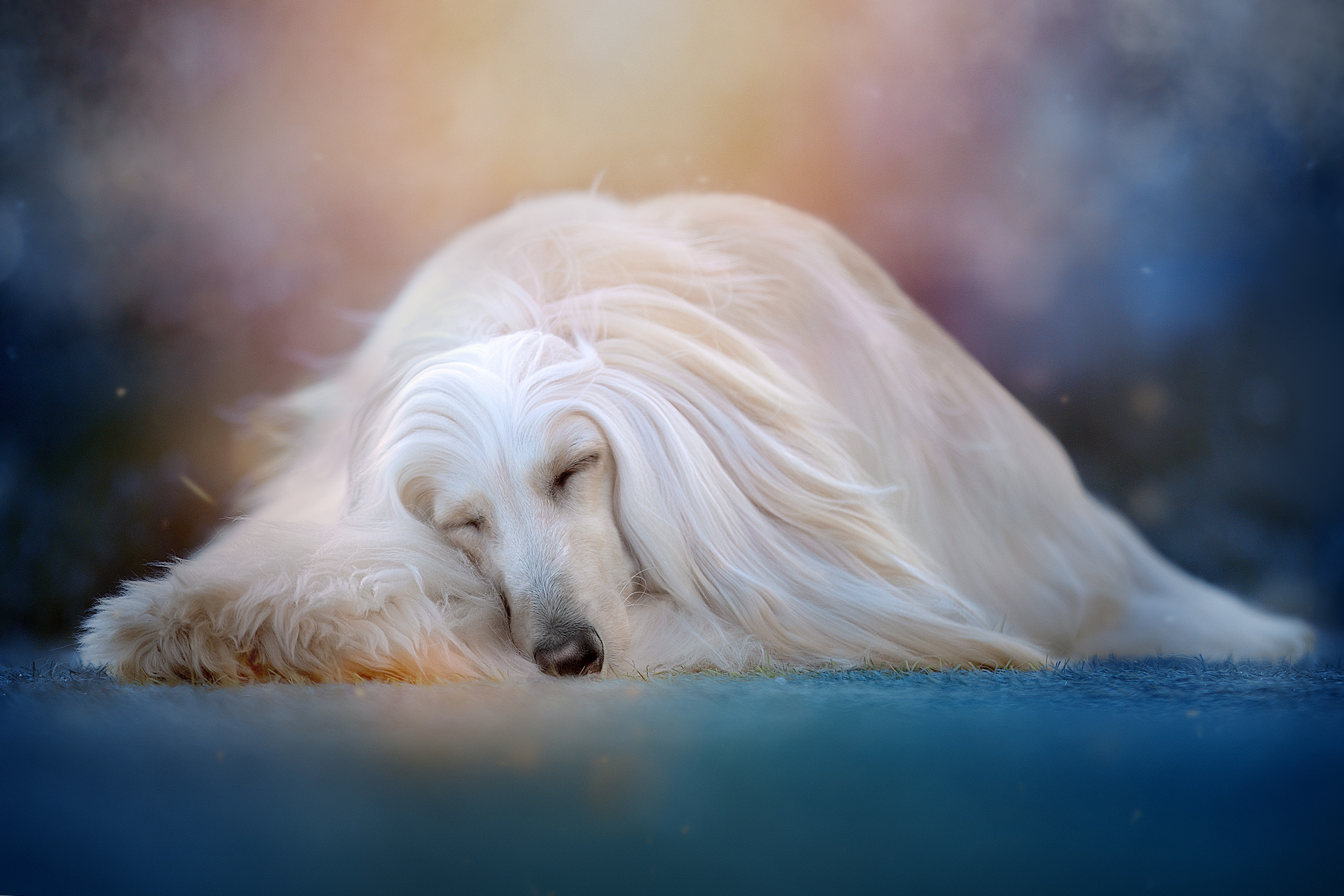 Фотограф анималист в Санкт-Петербурге Светлана Писарева