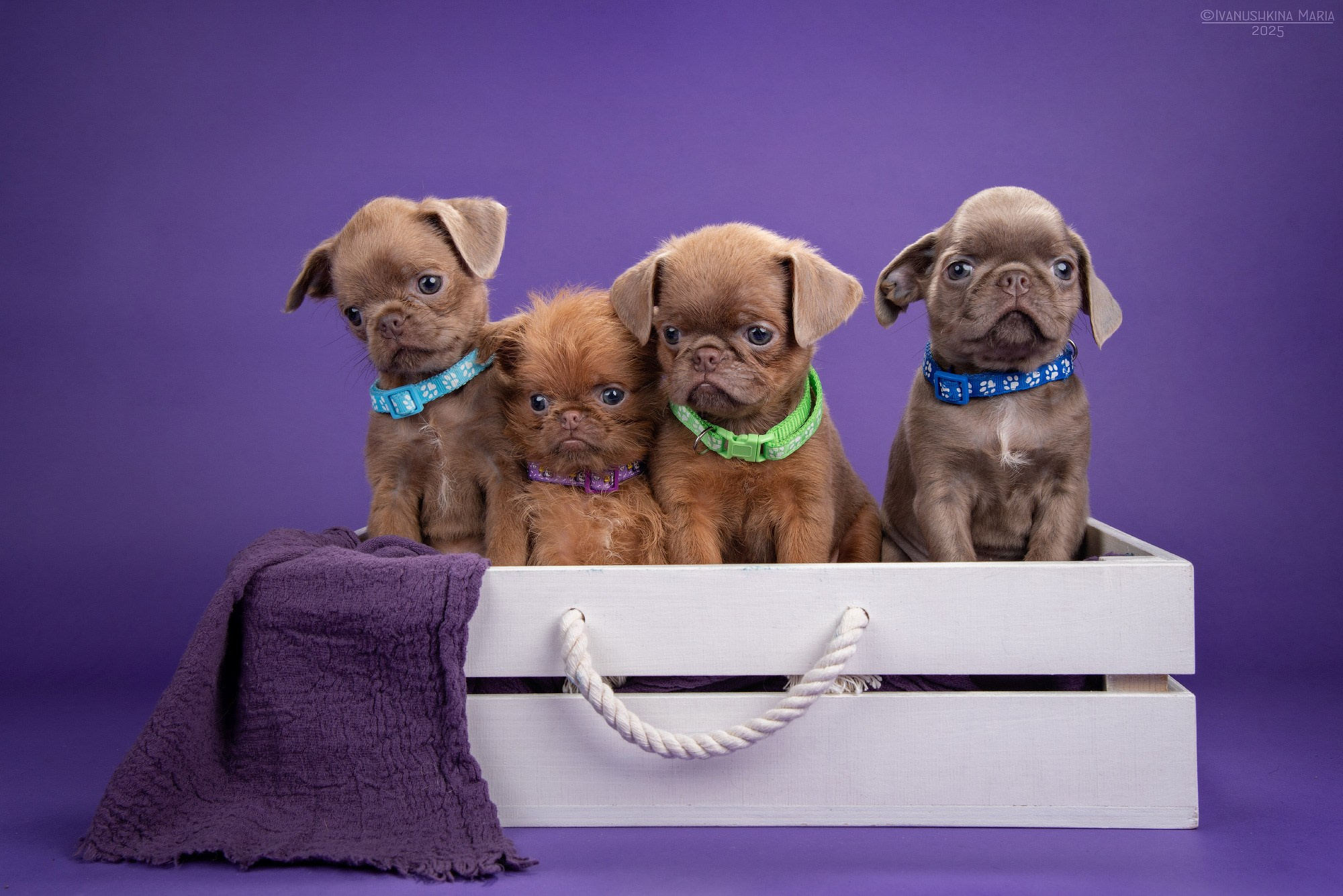 Фотосессия щенков на фонах. Фотограф собак в Москве и Московской области Иванушкина Мария