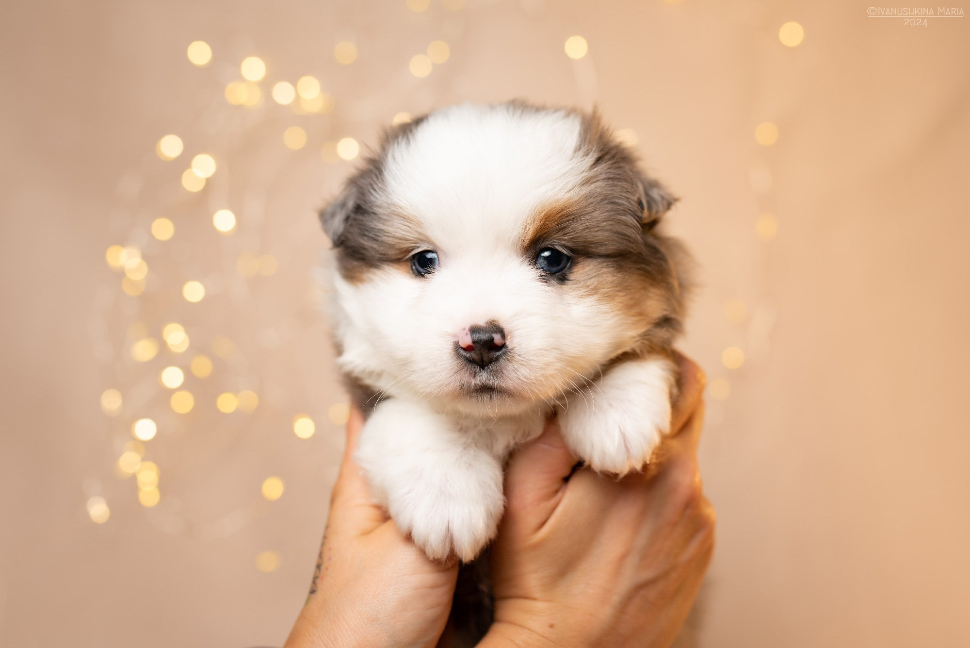 Фотосессия щенков на фонах. Фотограф собак в Москве и Московской области Иванушкина Мария