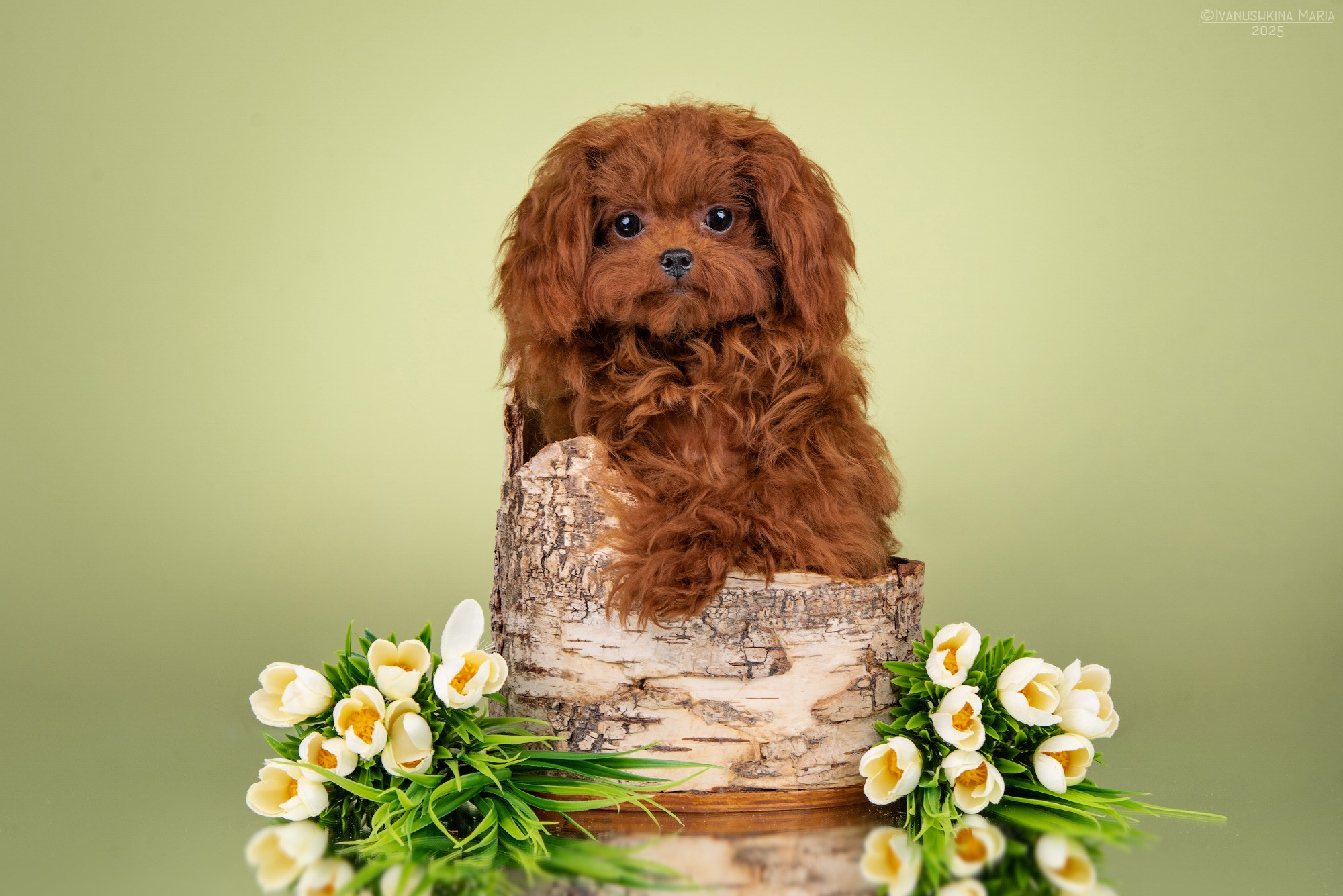 Фотосессия щенков на фонах. Фотограф собак в Москве и Московской области Иванушкина Мария