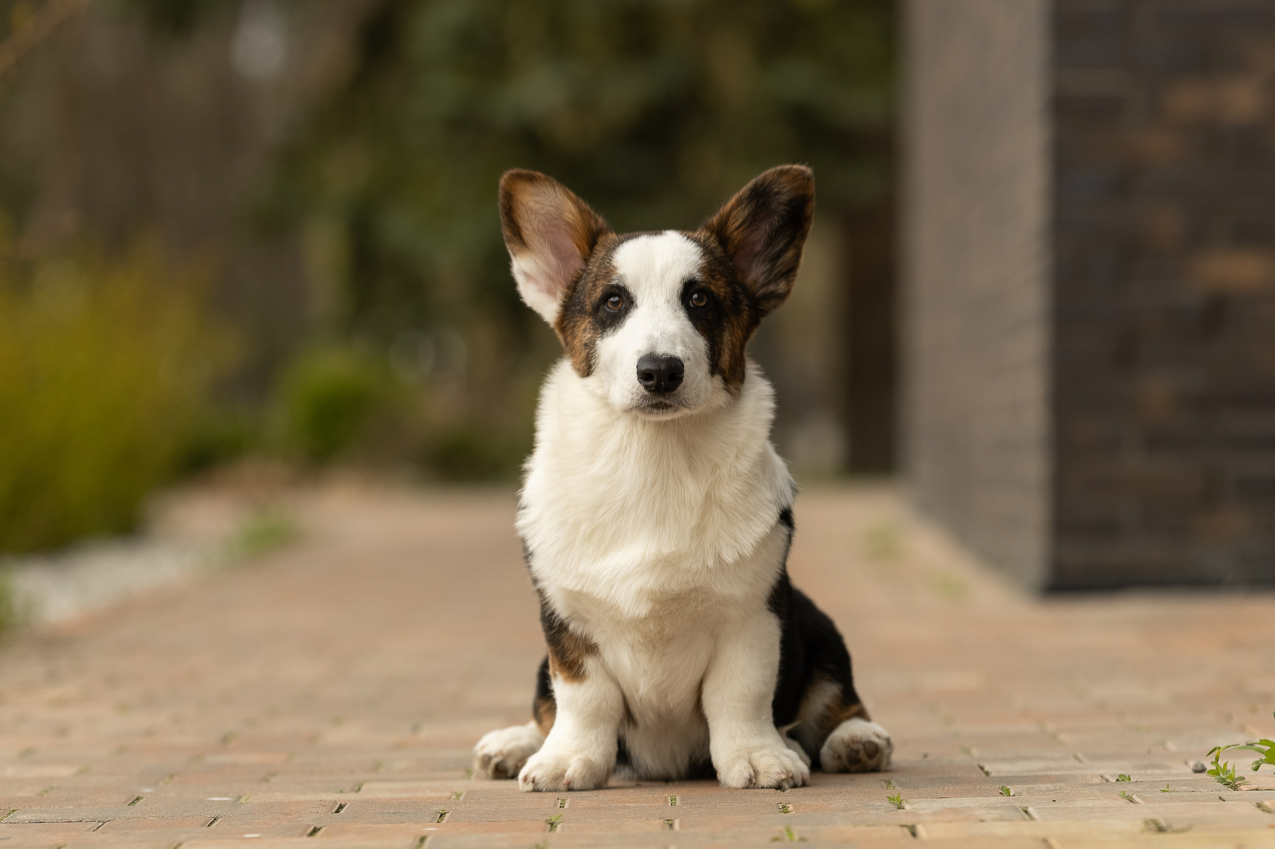 Купить щенка вельш корги кардиган из питомника Ice Fantasy. Купить щенка Вельш-корги-кардиган в семейном питомнике — Ice Fantasy