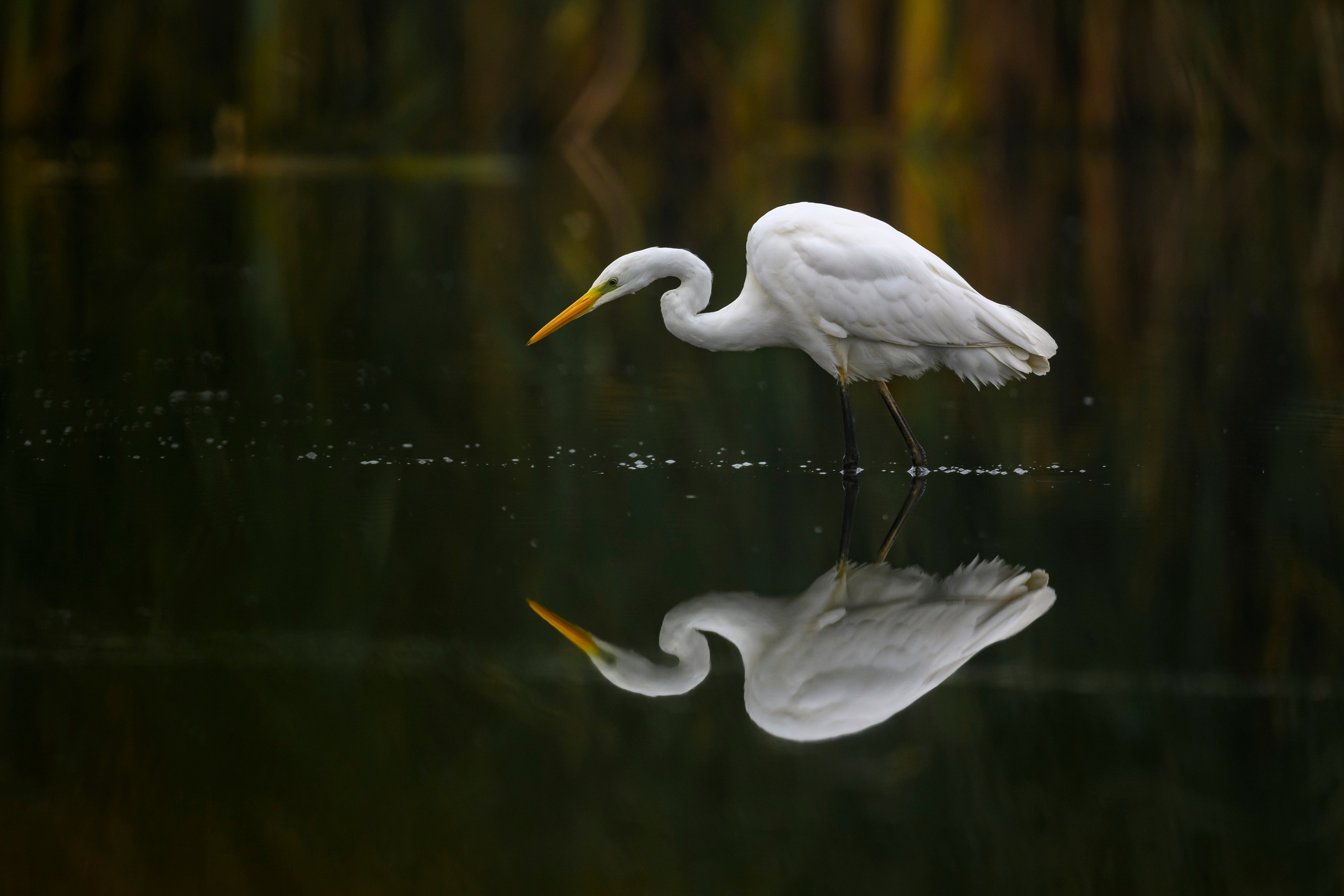 Цапли VIII. Фотограф Сергей Пупонин