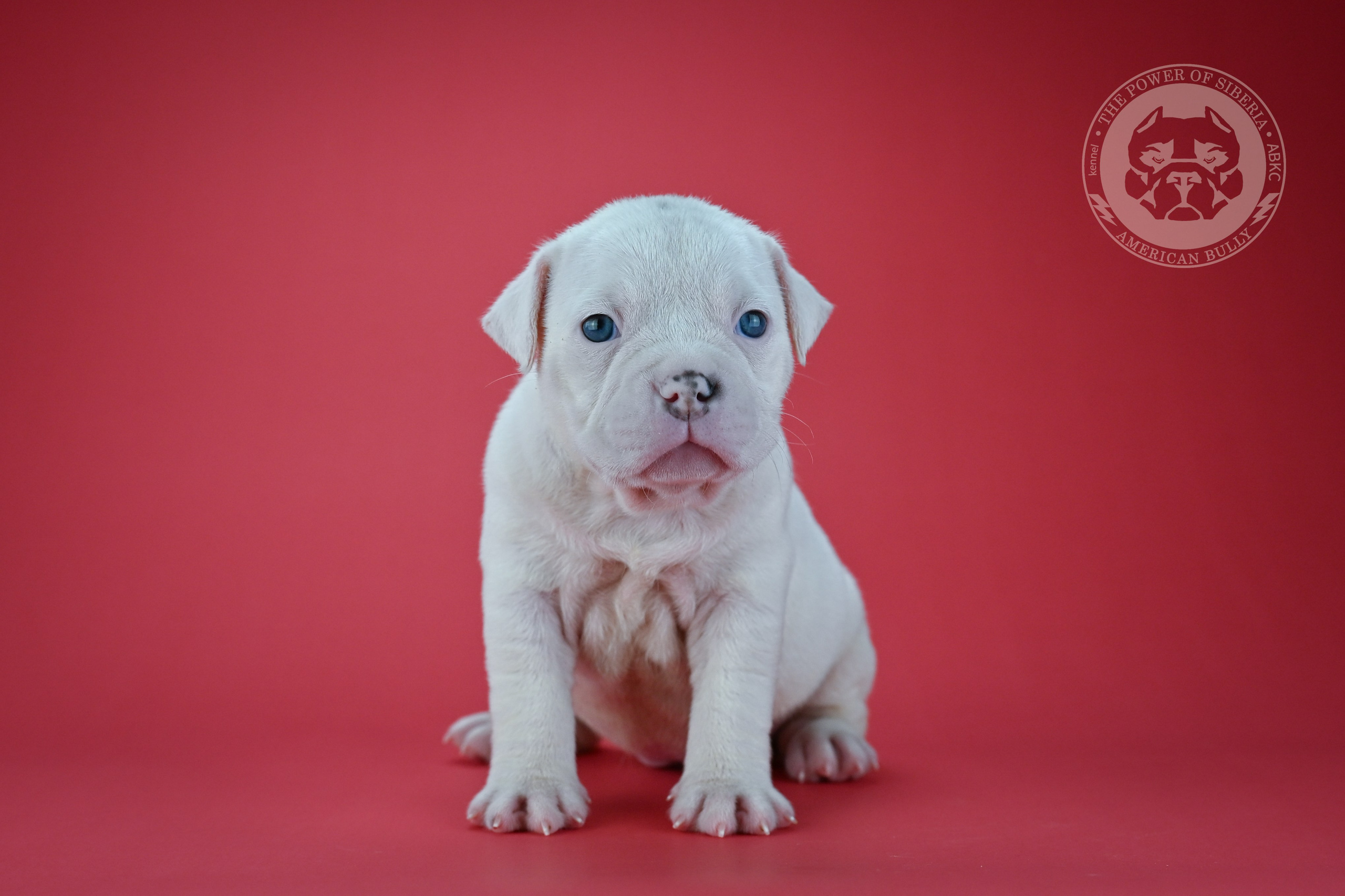 Все свободные щенки. Американский Булли в г. Ростов-на-Дону. Питомник THE POWER OF SIBERIA