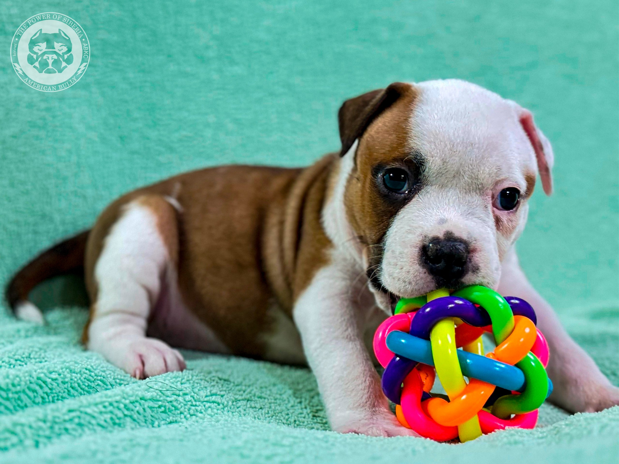 Все свободные щенки. Американский Булли в г. Ростов-на-Дону. Питомник THE POWER OF SIBERIA