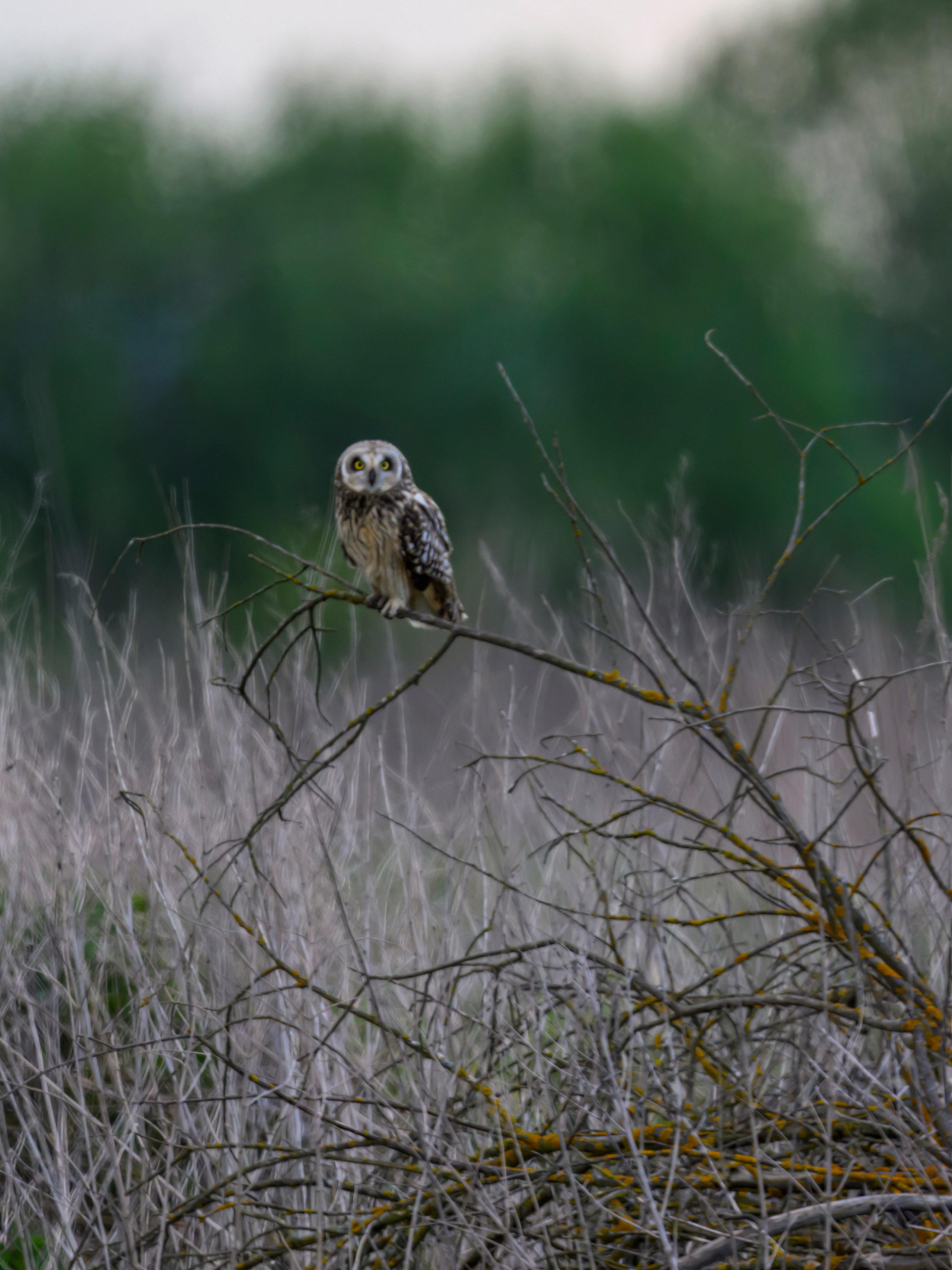 Охота сов и схватка с лунем. Фотограф Сергей Пупонин
