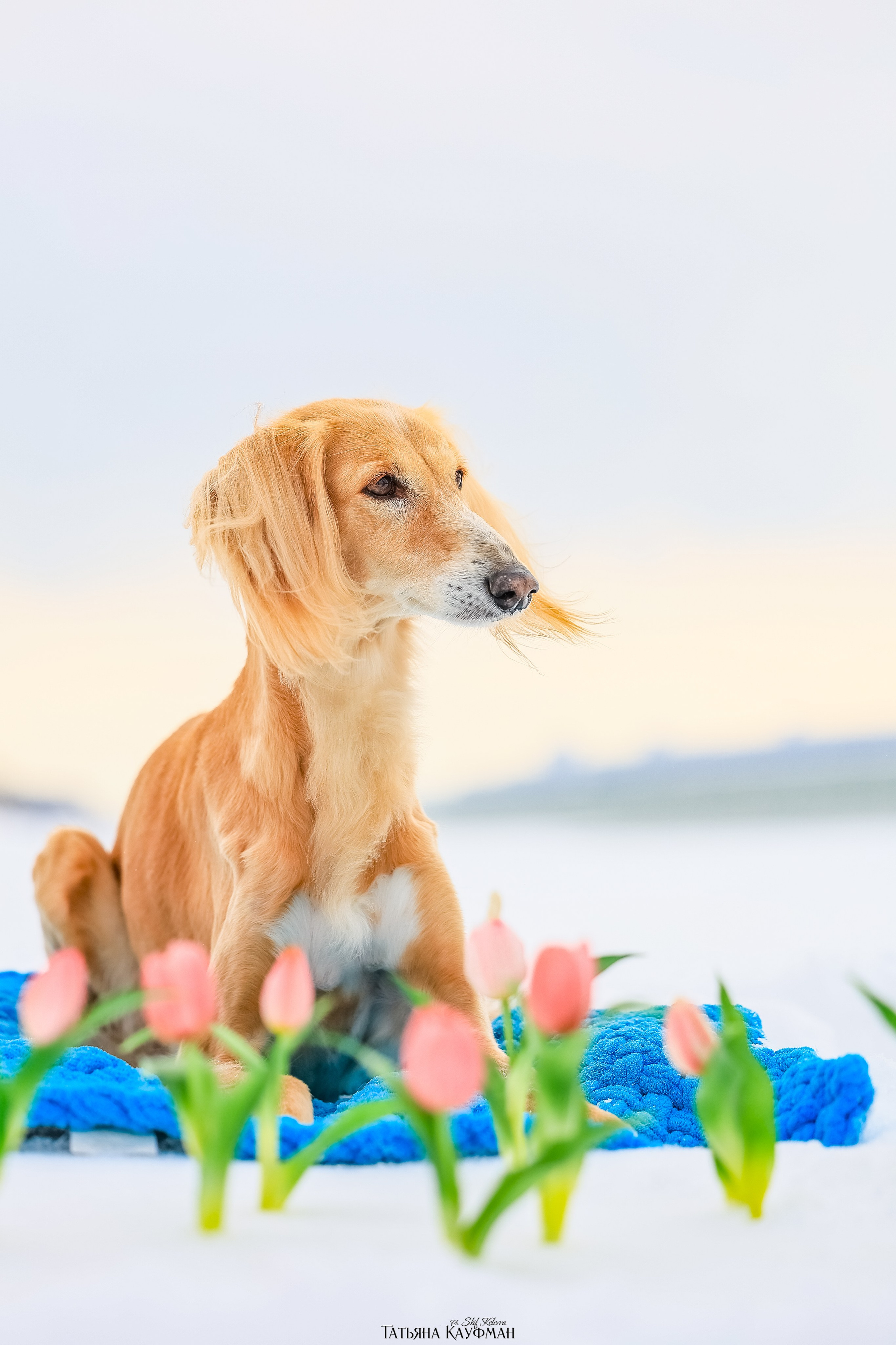 Салюки Флай и Лира. Фотограф Анималист из Новосибирска Татьяна Кауфман