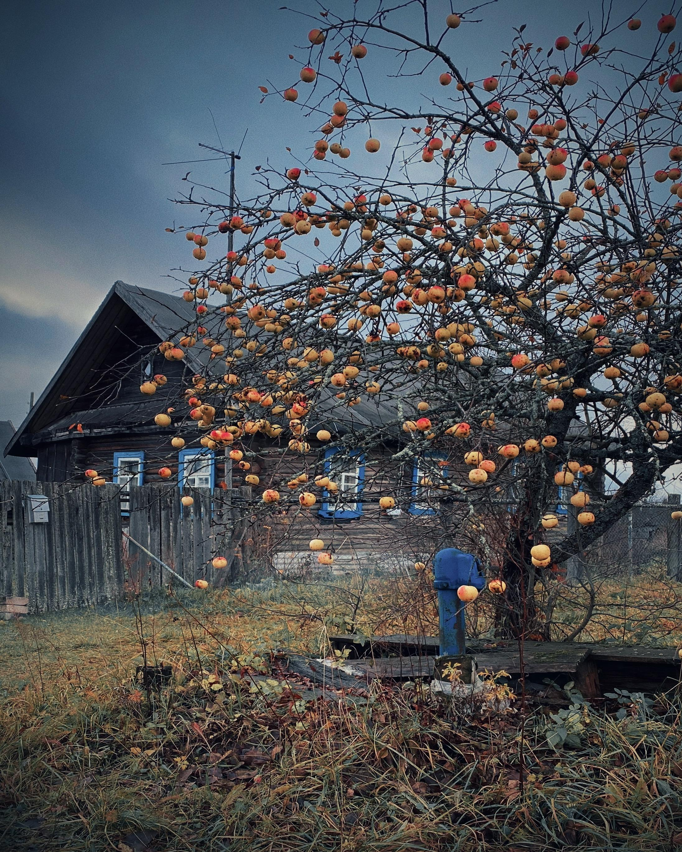 Создание фото и видео на смартфон. Елена Шумилова