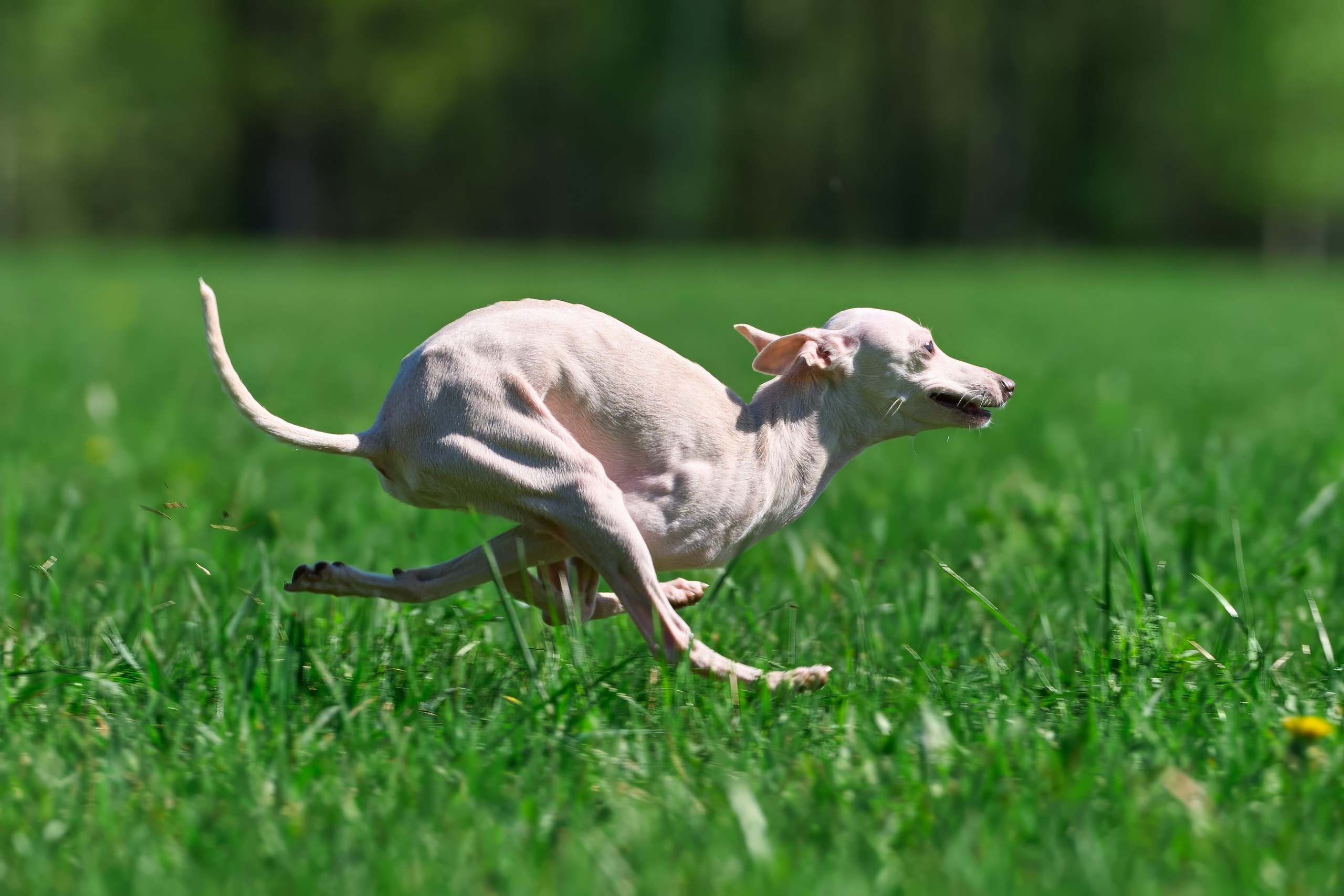 Тренировка по курсингу Донино. Фотограф-анималист Михаил Манухин