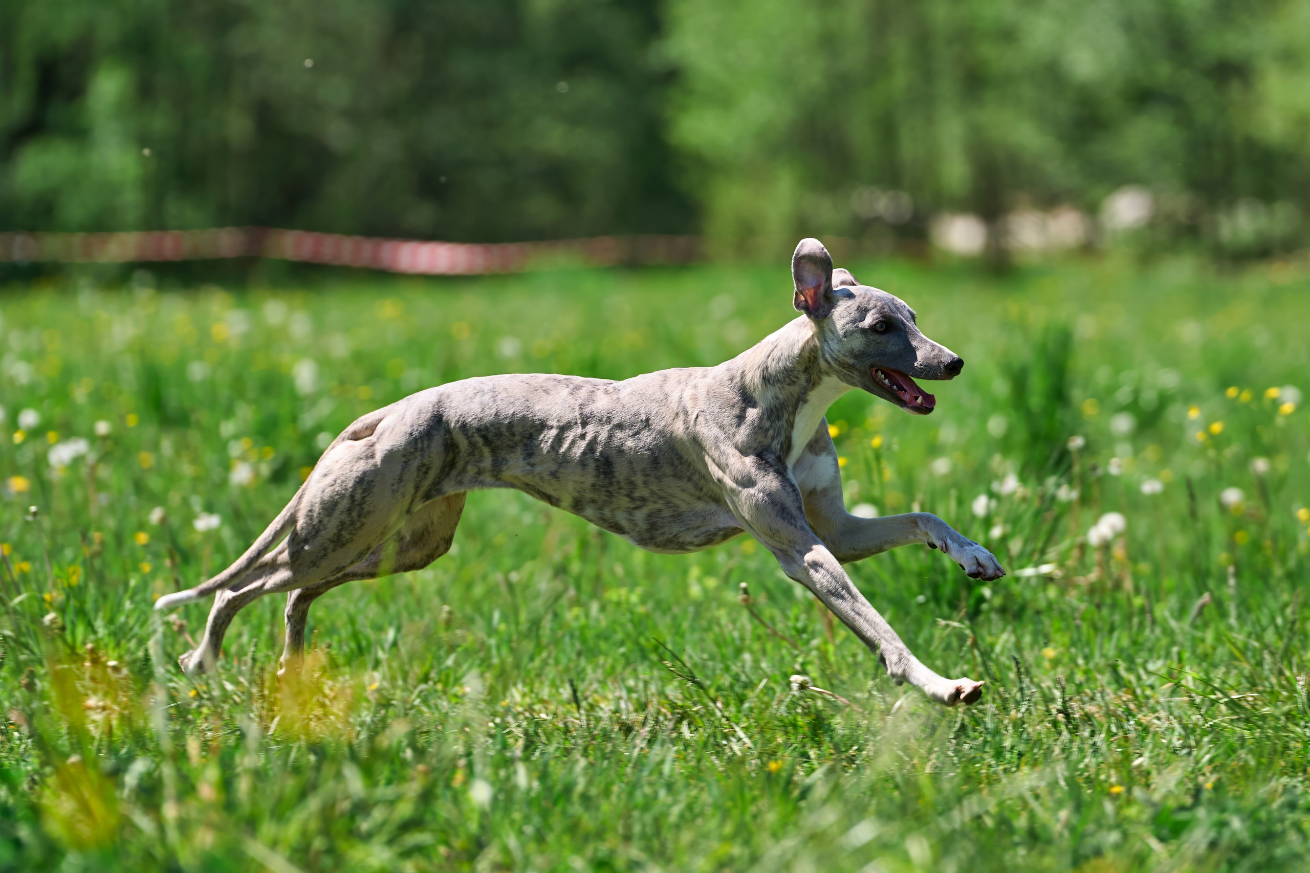 Тренировка по курсингу Донино. Фотограф-анималист Михаил Манухин