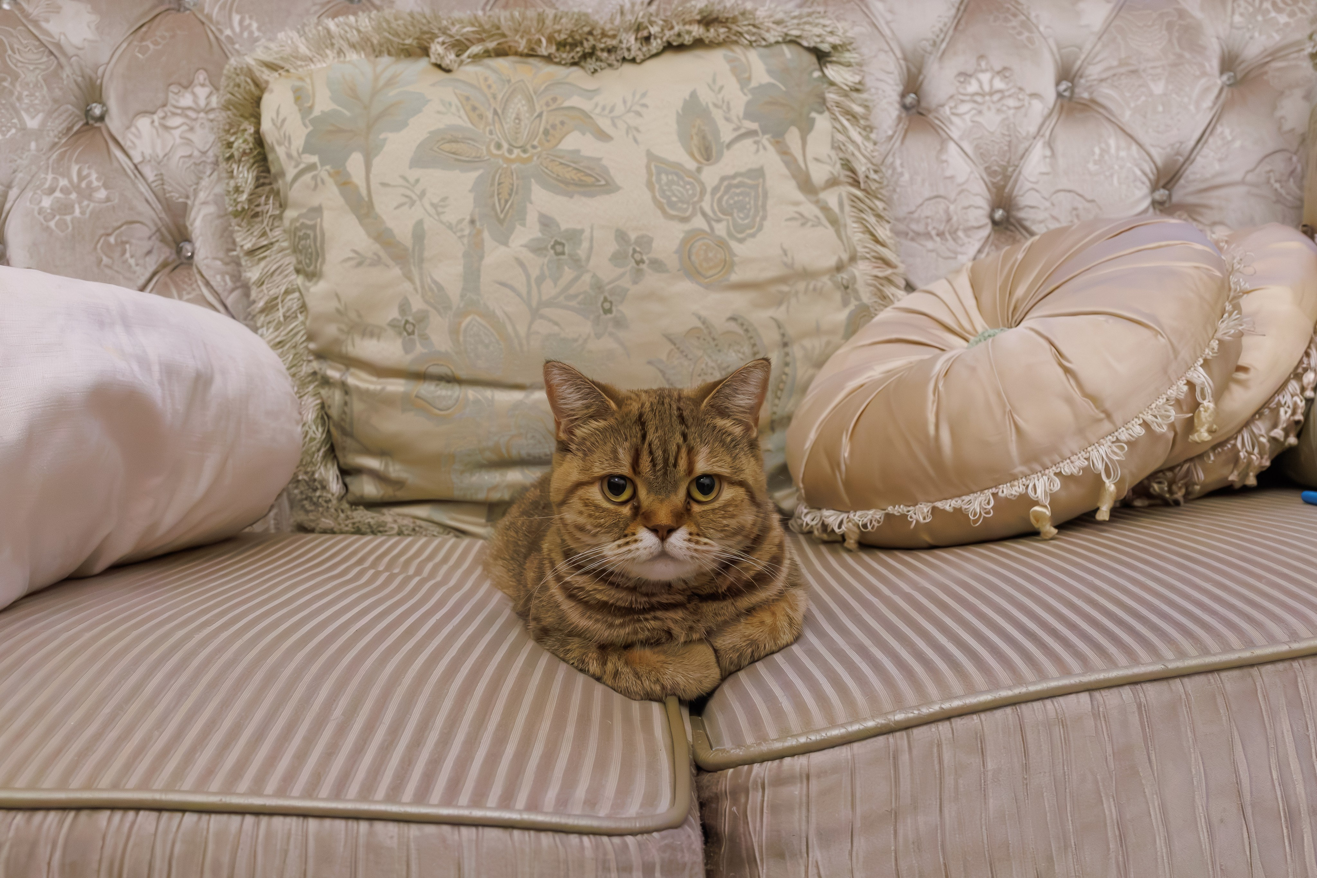 Свадебные съёмки (из портфолио). Семейный и свадебный фотограф в Москве и Домодедово Анна Авилочкина