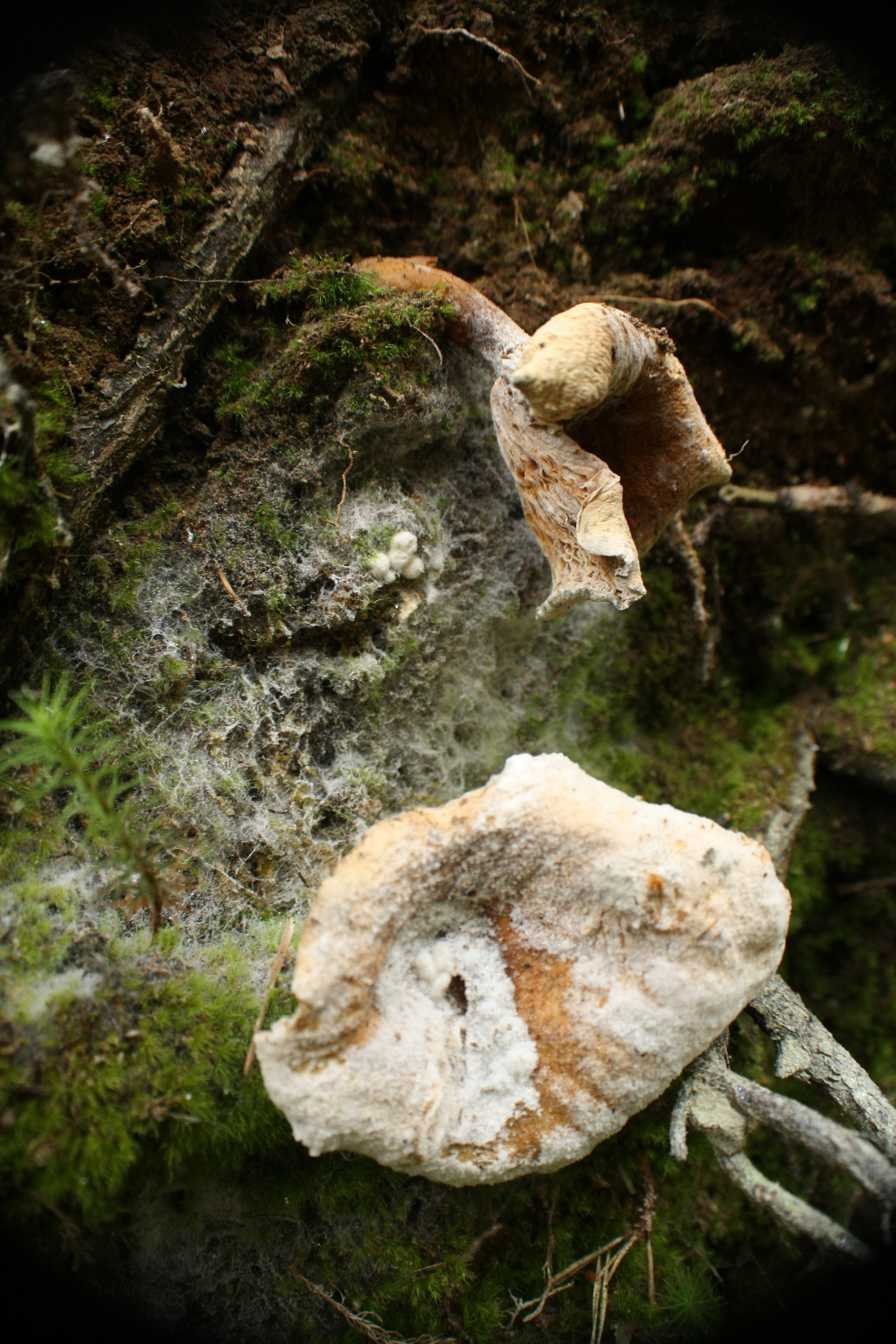 Атмосферная натурная фотография. Любовь Каширская — фотограф для малого бизнеса и специалистов