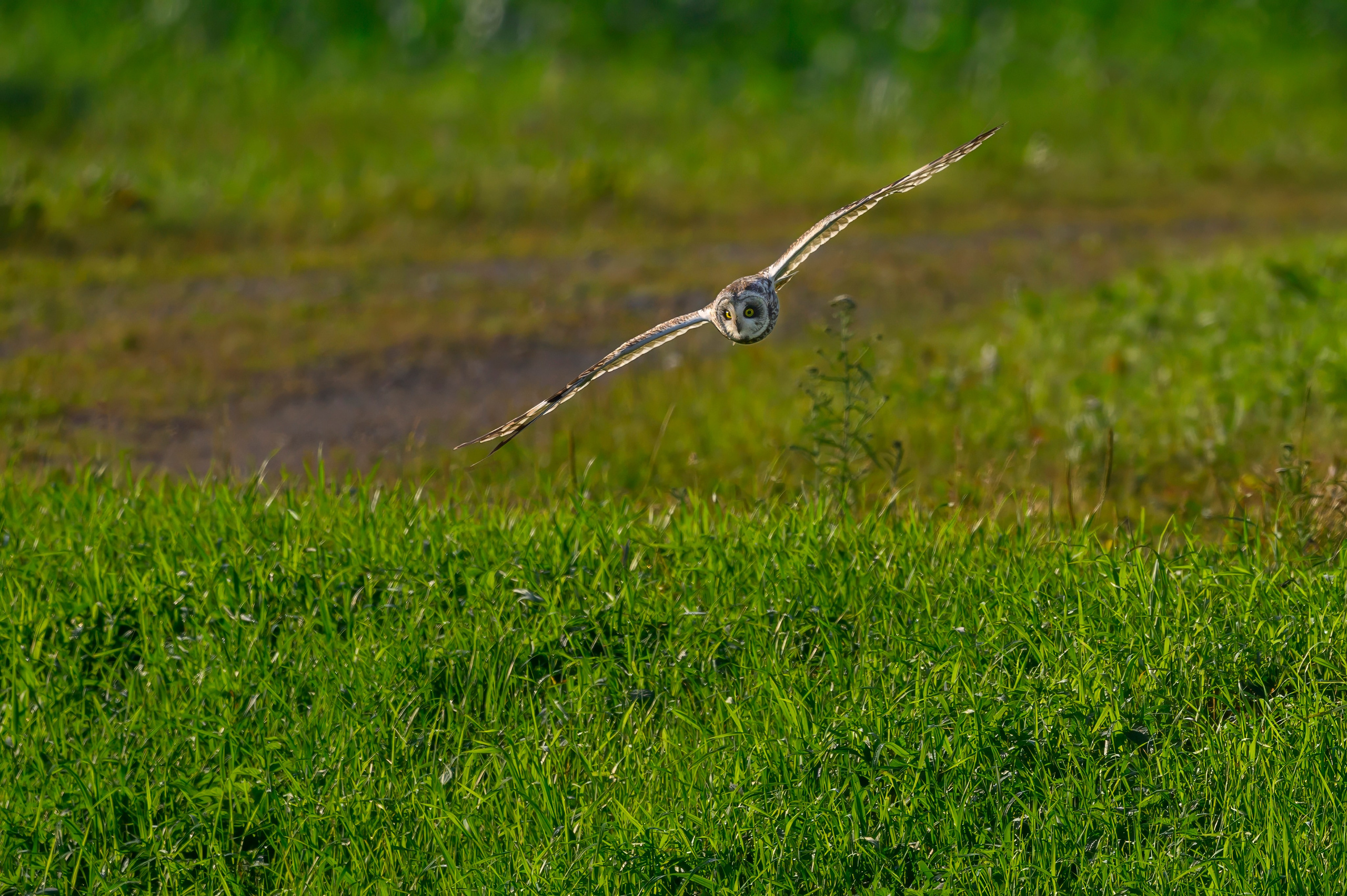 Цапли и совы. Herons and Owls. Wildlife photography by Sergey Puponin