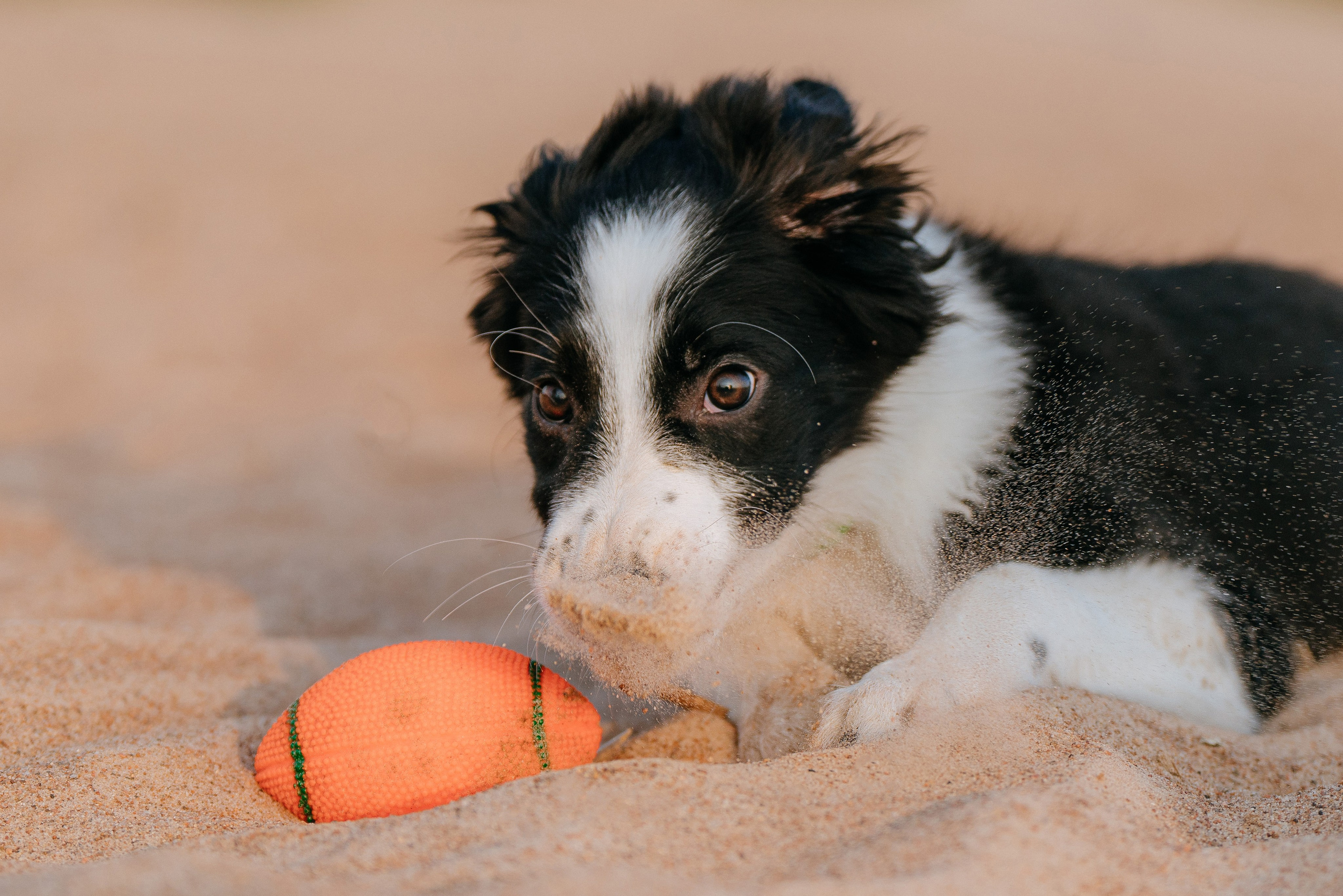 Фотосессия со щенками колли. Фотограф анималист в Спб недорого Олеся Майорова