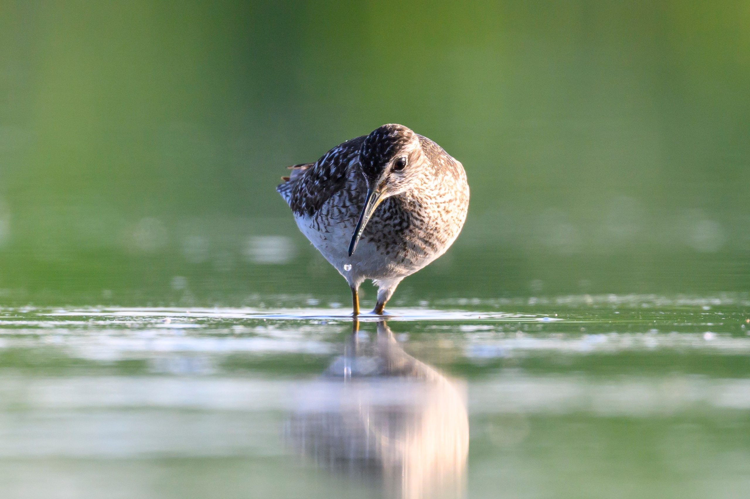 Поручейники и щеголь. Wildlife photography by Sergey Puponin