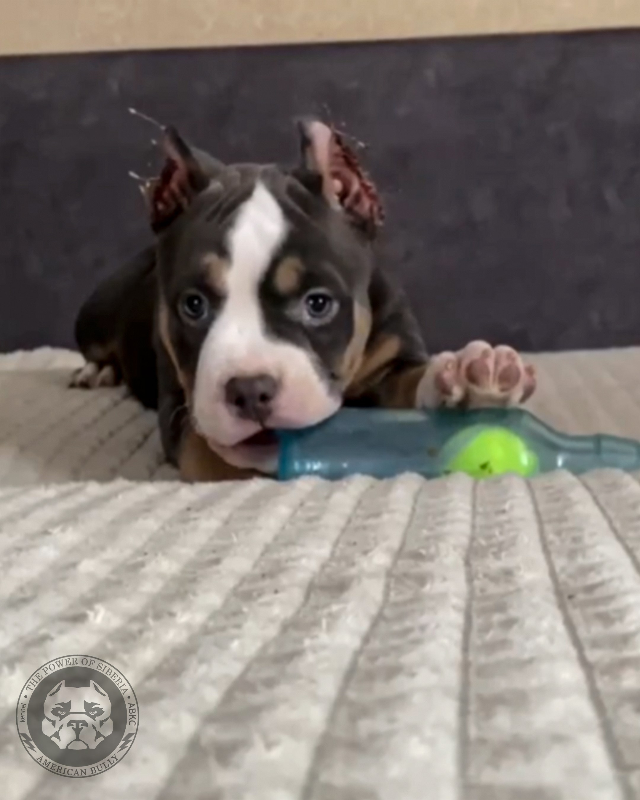 Помет Турук и Мия 13.12.25. Американский Булли в г. Ростов-на-Дону. Питомник THE POWER OF SIBERIA