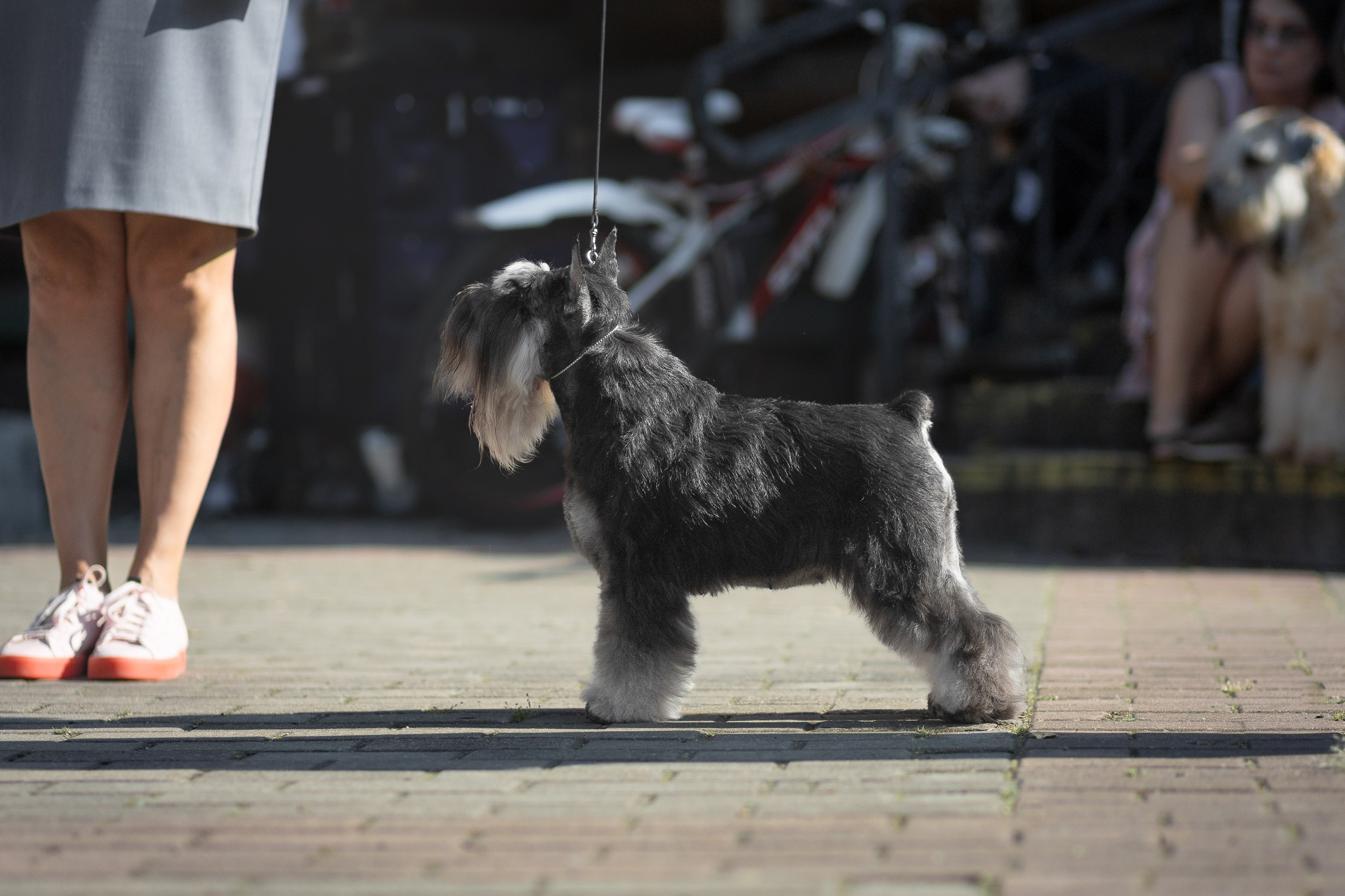 Питомник Делинсо Бэлэнс, щенки цвергшнауцера, купить щенка цвергшнауцера, питомник цвергшнауцеров, кобель цвергшнауцера для вязки, щенок цвергшнауцера, питомник цвергшнауцеров, черный с серебром, цверг, лучший питомник в беларуси, питомник цвергшнауцеров минск