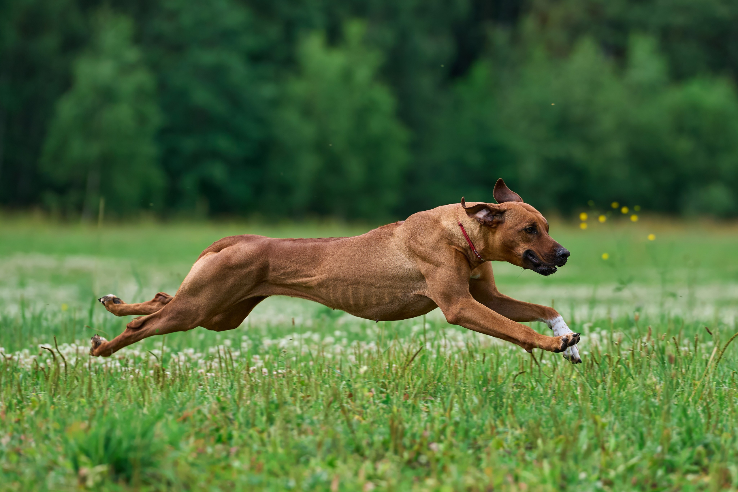 Тренировка по курсингу в Донино. Фотограф-анималист Михаил Манухин