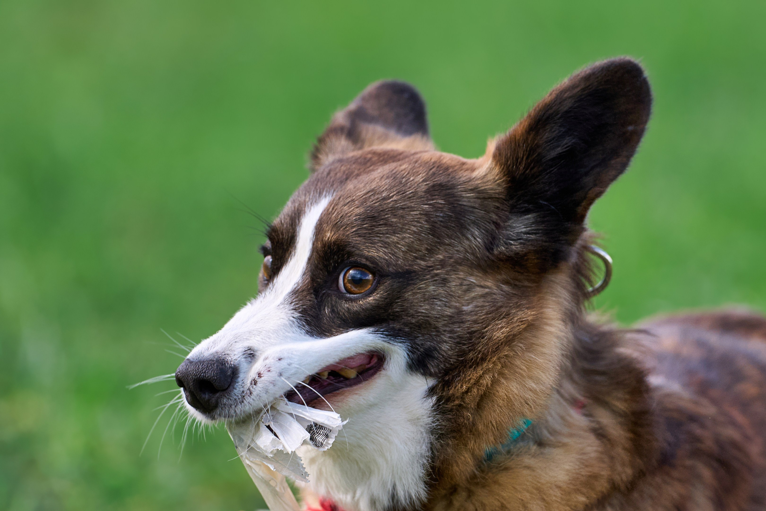 Тренировка по курсингу «на Ярославке». Фотограф-анималист Михаил Манухин
