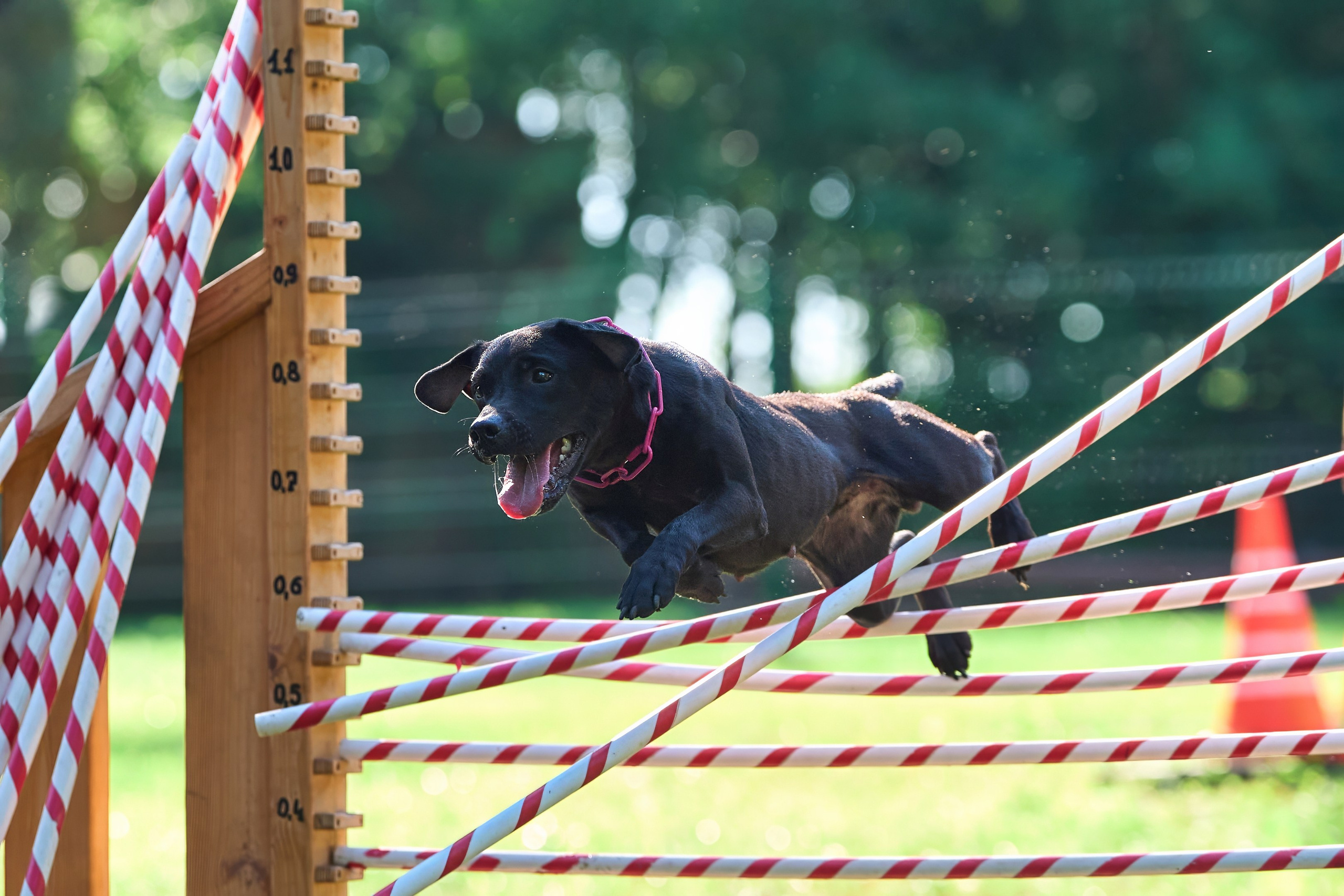 Jump'n'Gym JUMP! — 2024. Фотограф-анималист Михаил Манухин