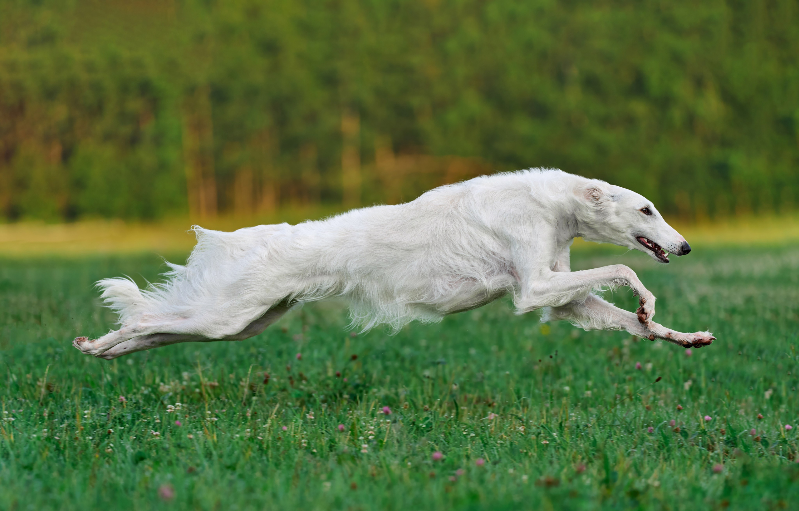 Тренировка по курсингу Донино. Фотограф-анималист Михаил Манухин