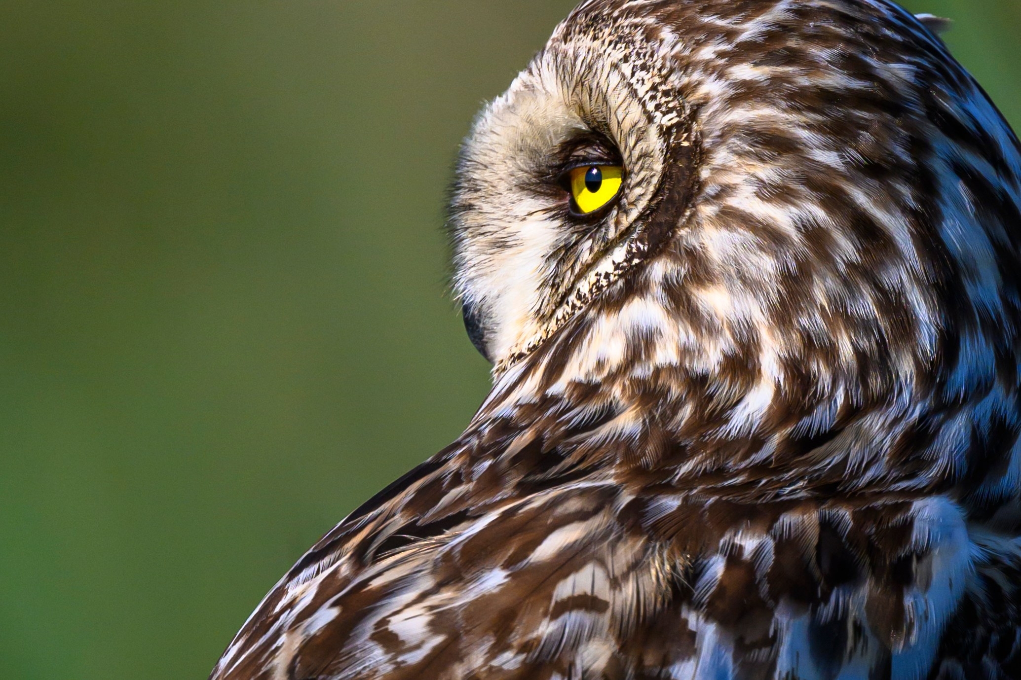 Совы умеют улыбаться. Owl can smile. Wildlife photography by Sergey Puponin